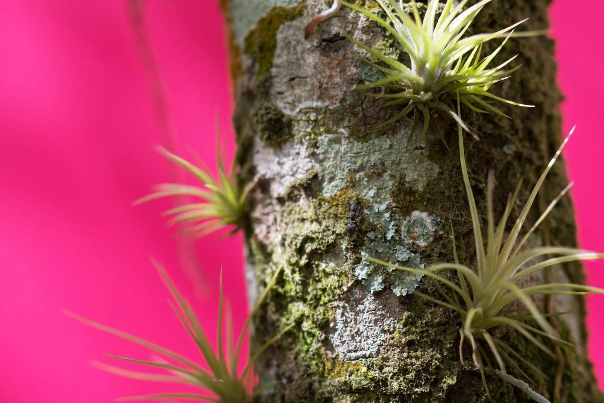 Property building in The Explorean Selva Maya Kohunlich