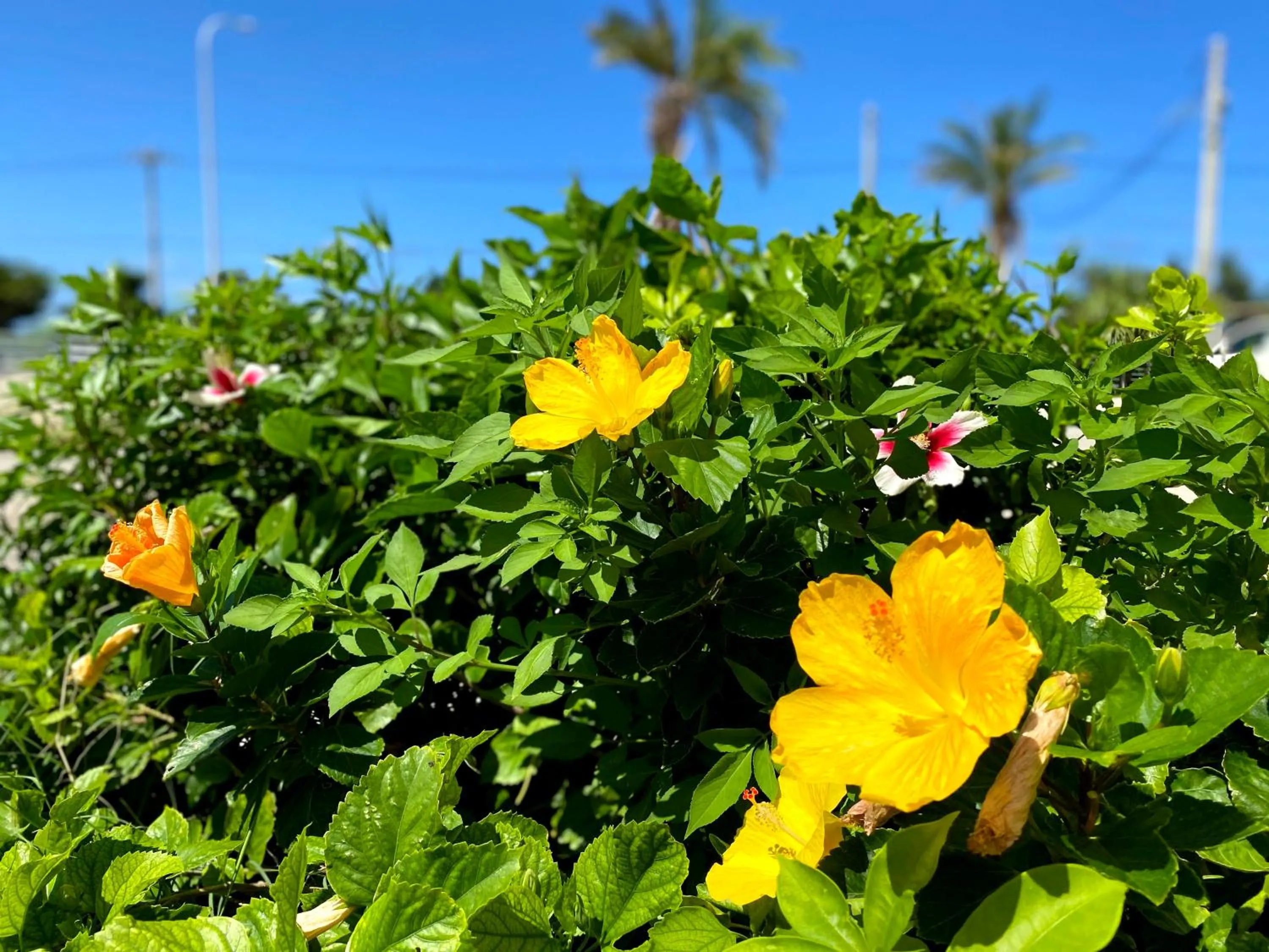Natural landscape in Hotel Miyakojima