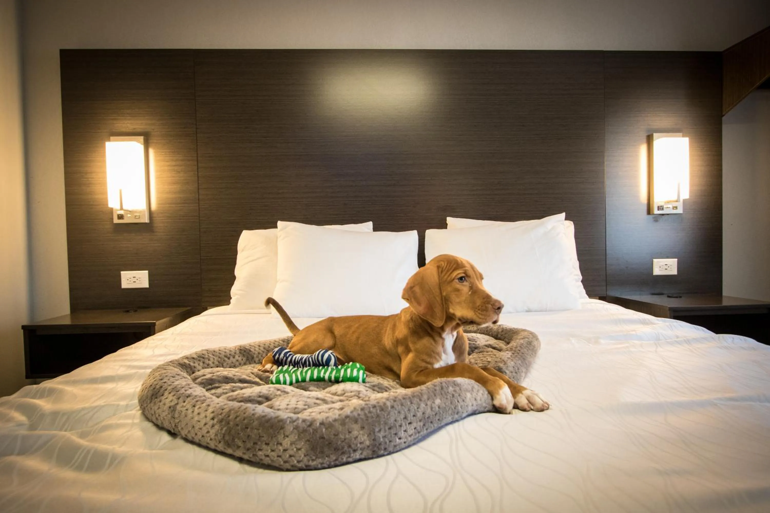pet friendly, Bed in Envi Boutique Hotel Henderson-Evansville South