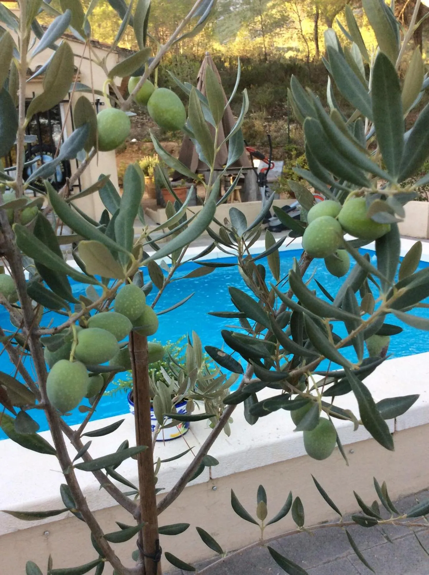 Swimming pool in Casa Jetizo