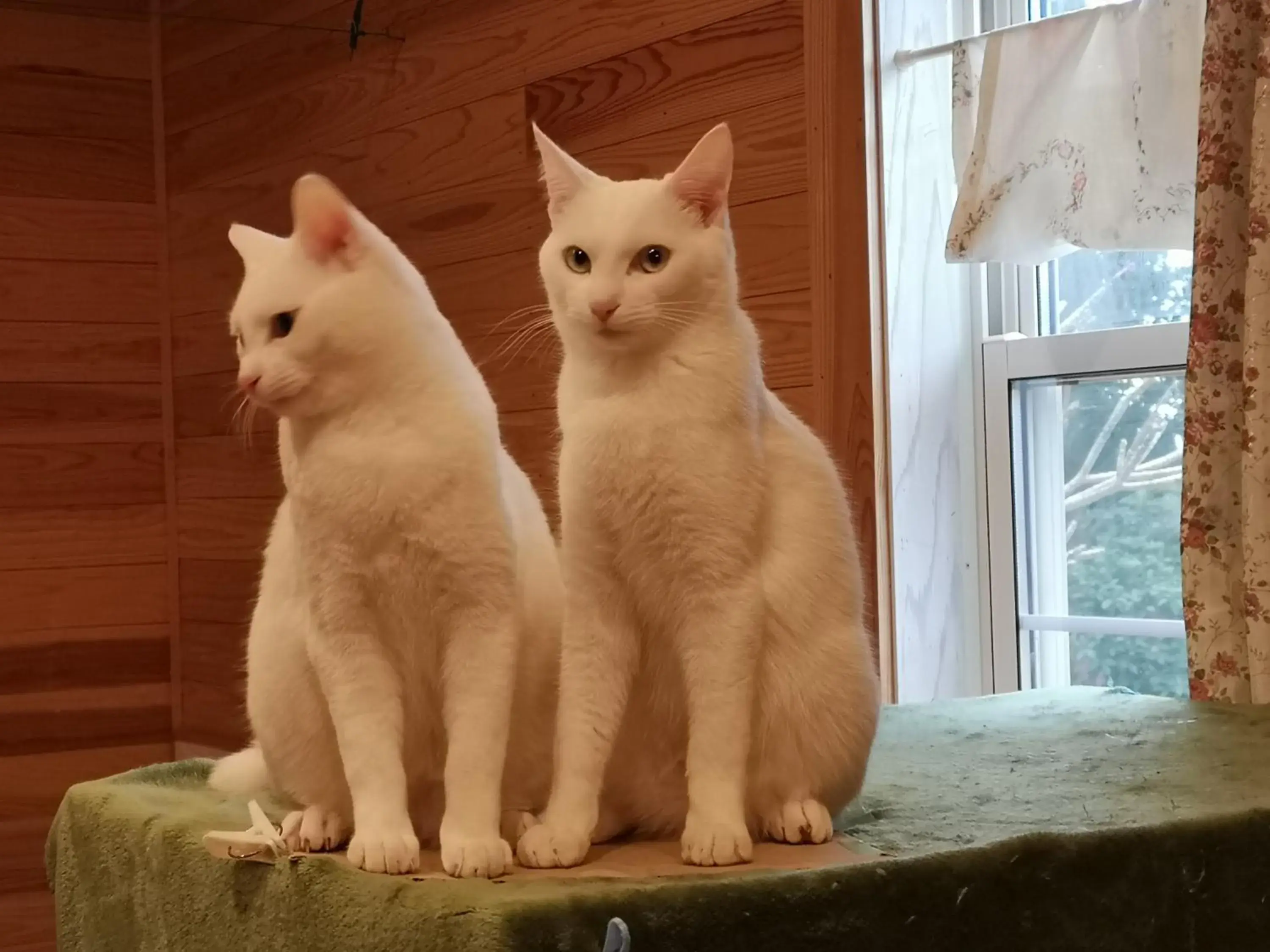 Pets in Hana Mana Pets in Hana Mana