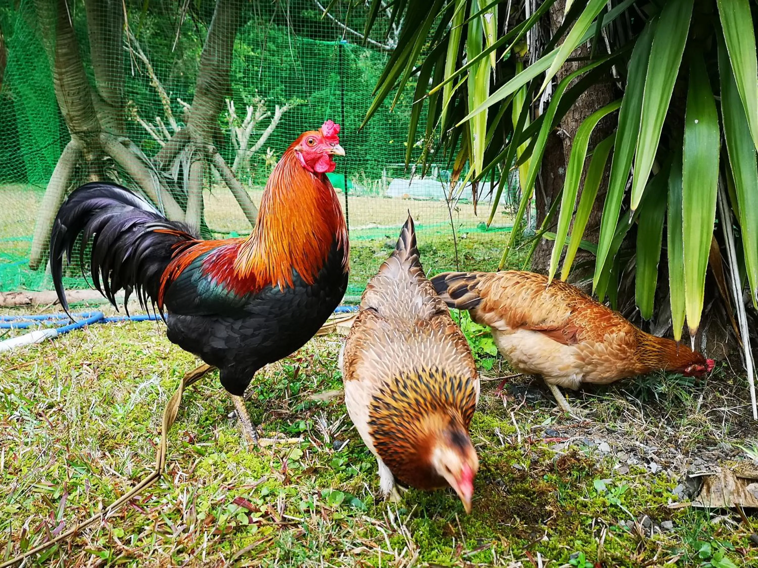 Animals in Hana Mana