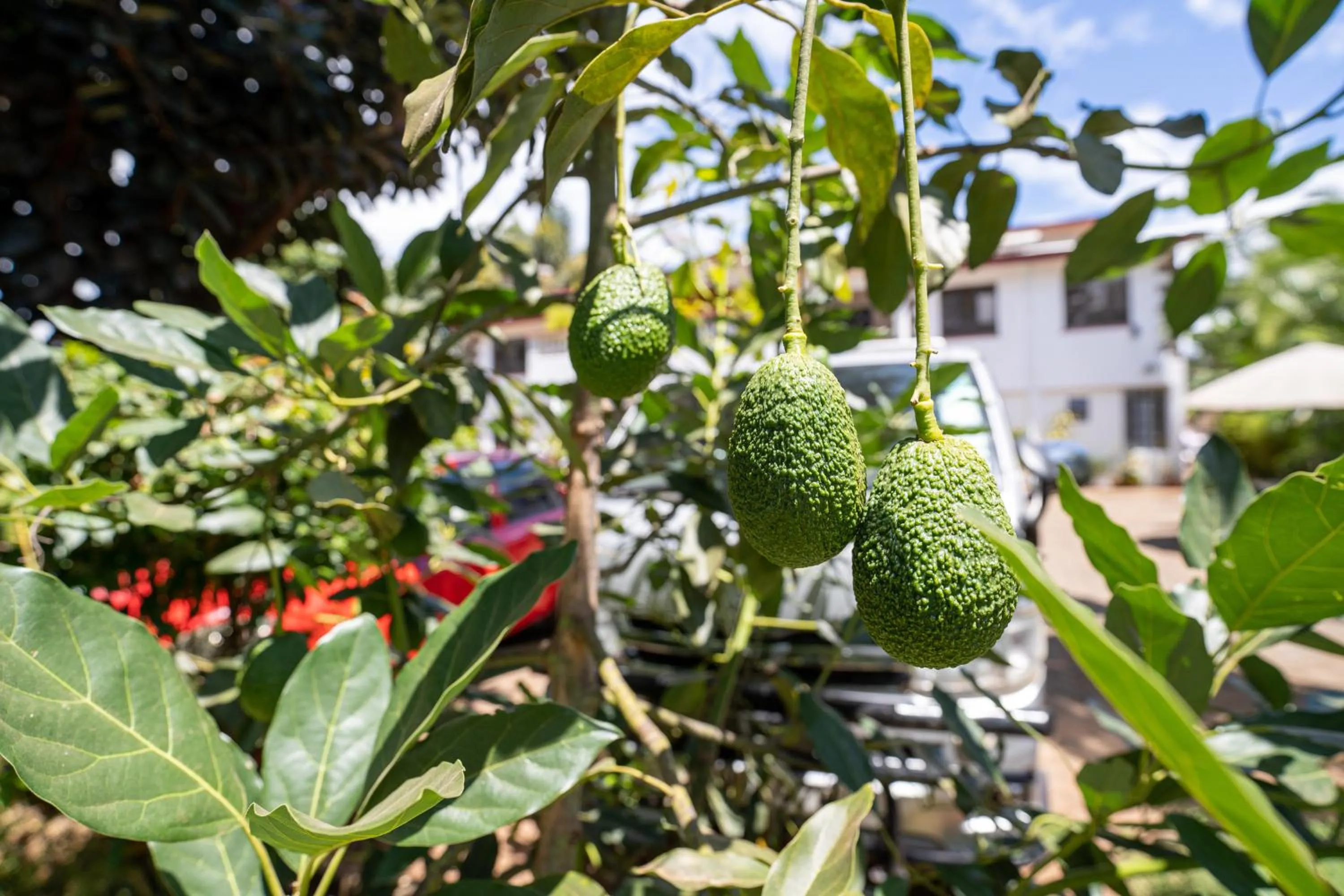 Garden in Bonsai Villa