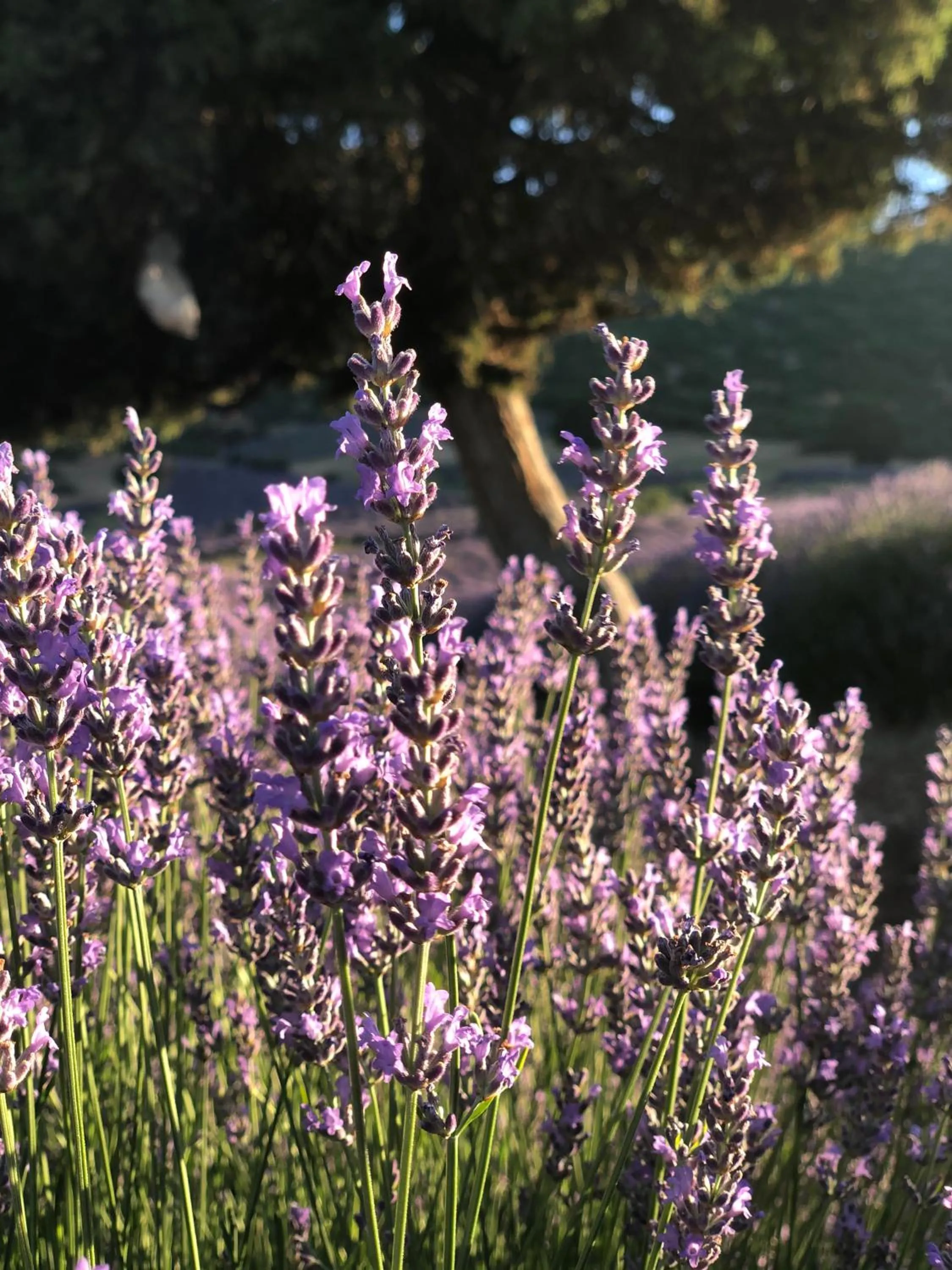 Aliya Konak - Köy Evi ve Lezzetleri