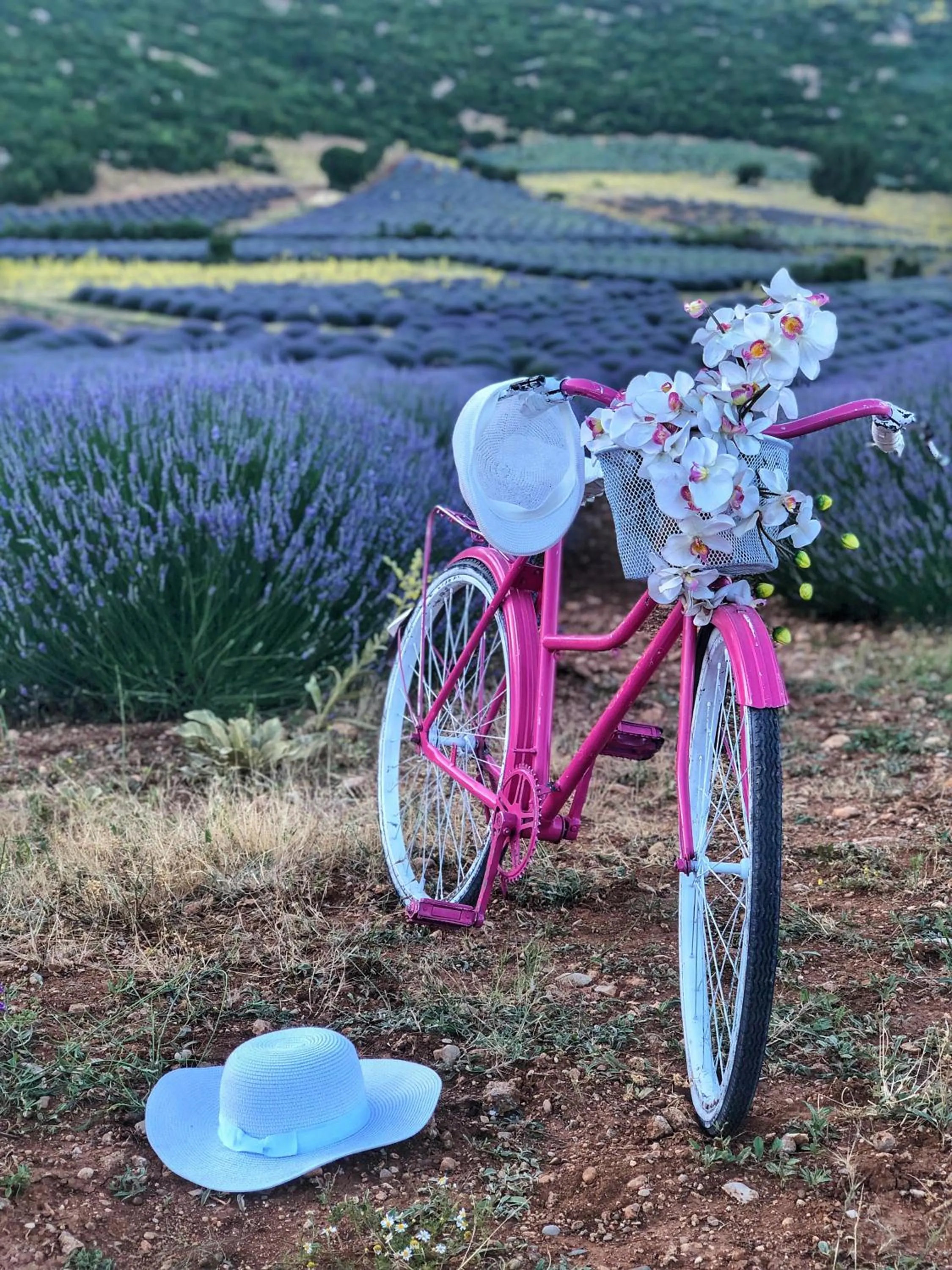 Garden in Aliya Konak - Köy Evi ve Lezzetleri