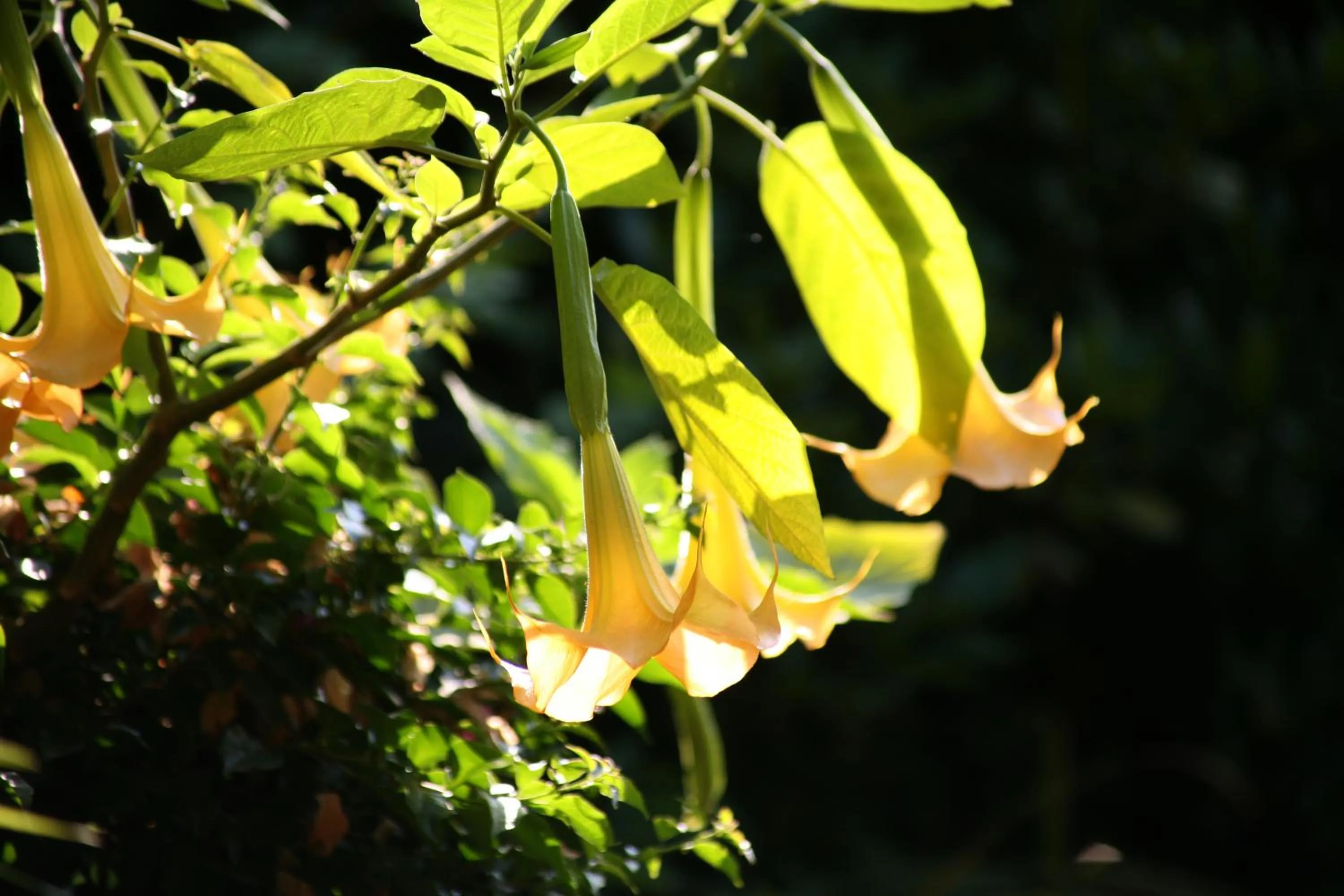 Garden in Chambres "Au Jardin"