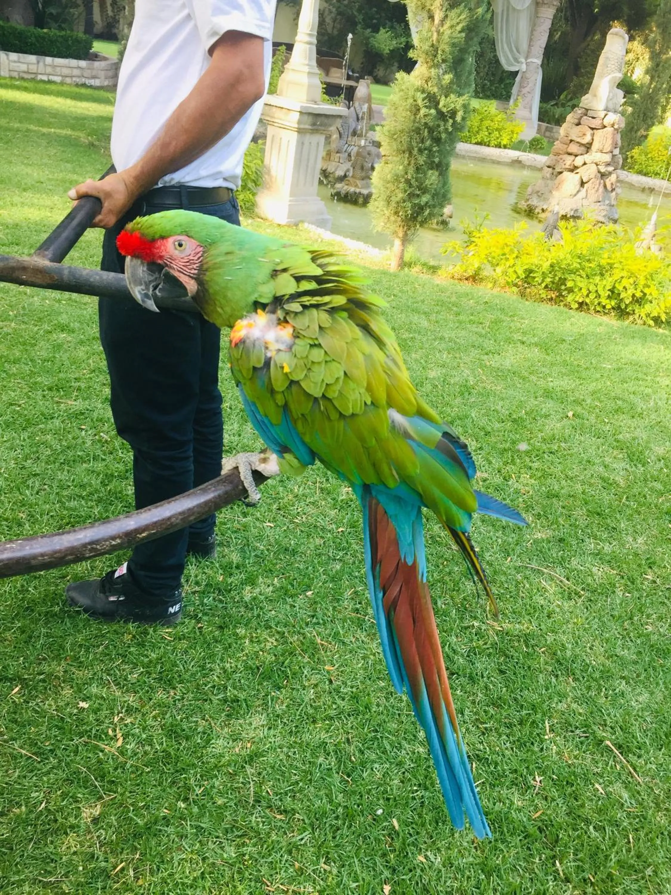 Animals in Gran Hotel Firenze