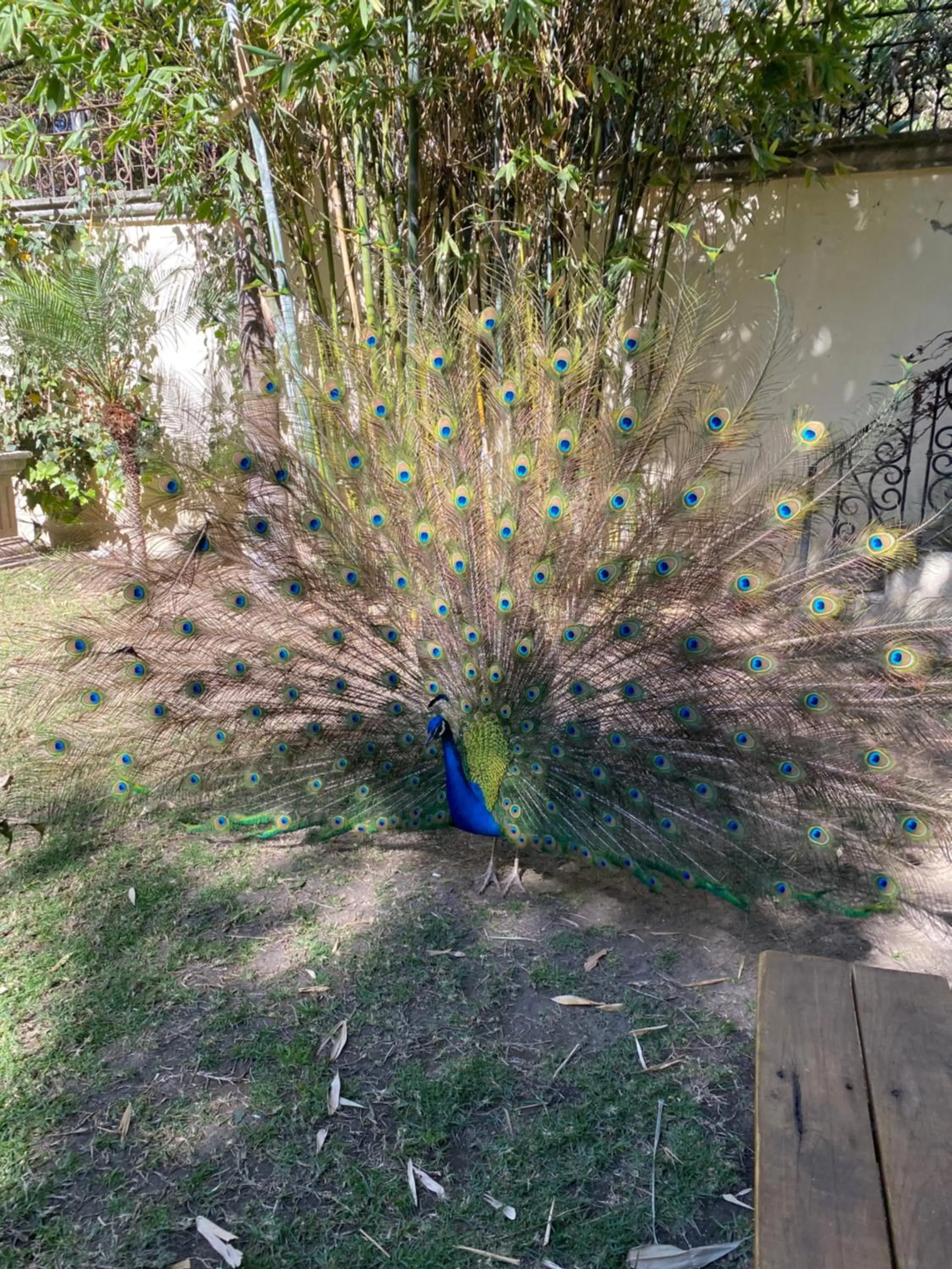 Animals in Gran Hotel Firenze