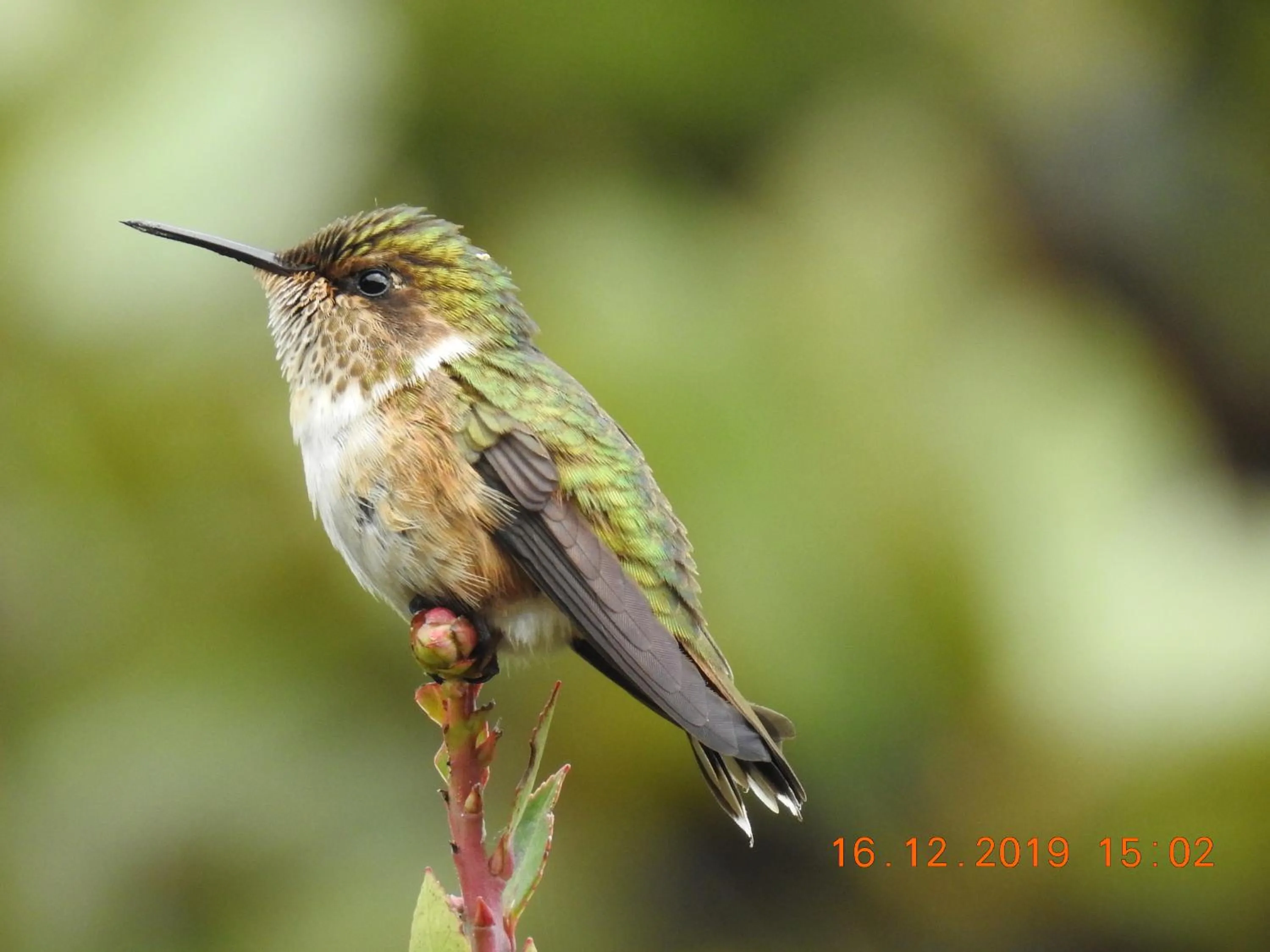 Miriam'S Quetzals lodge