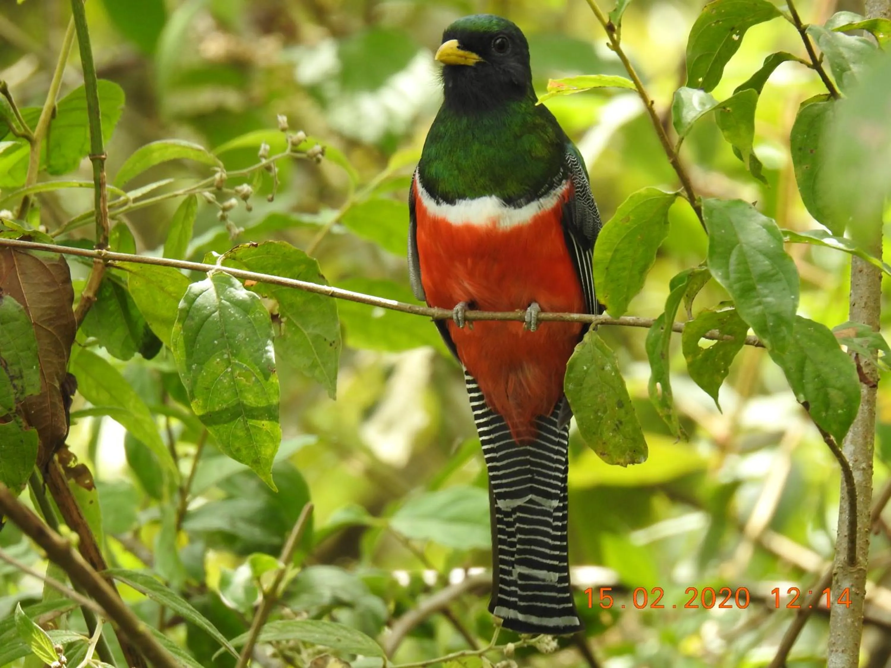 Miriam'S Quetzals lodge