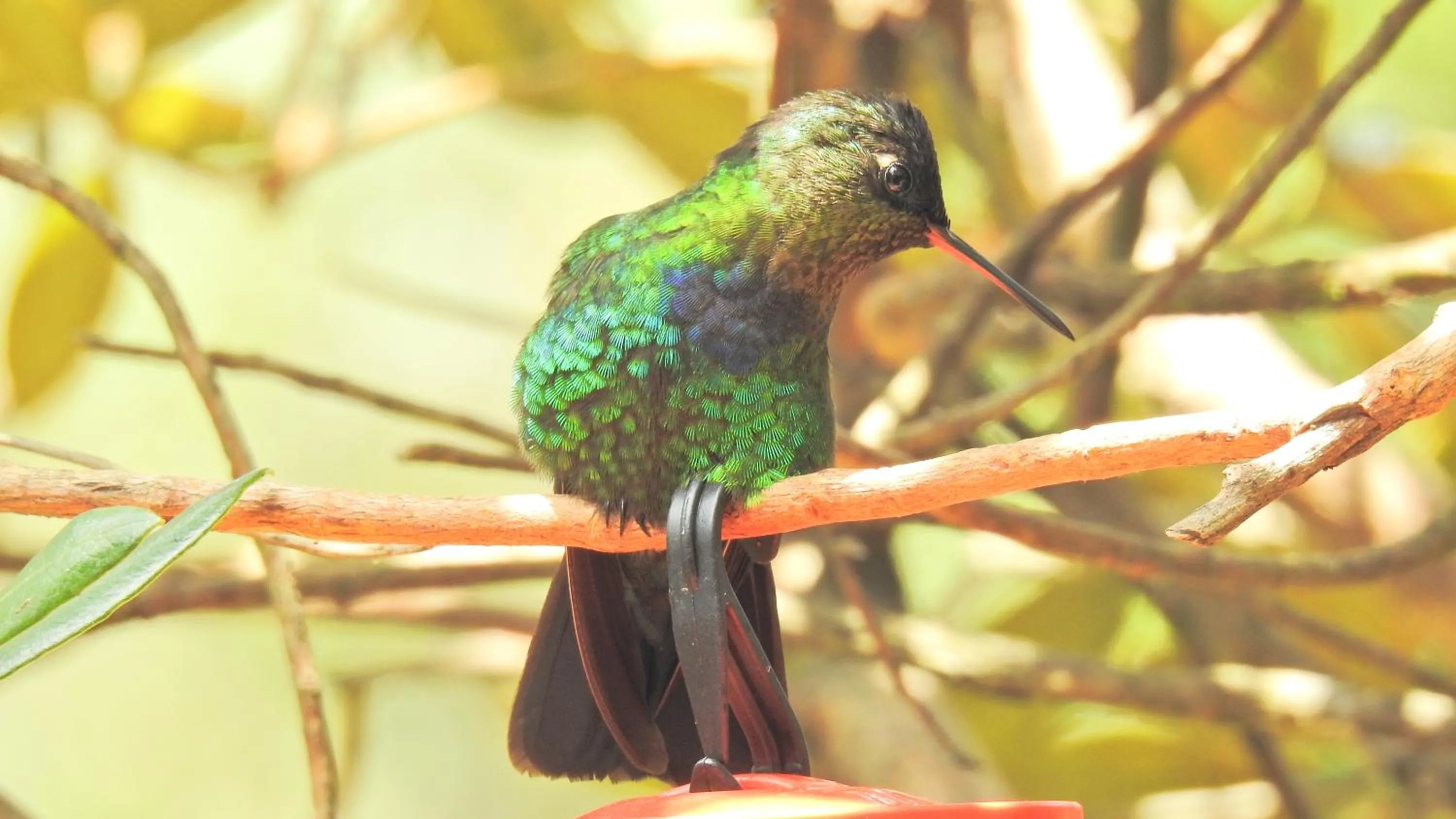 Miriam'S Quetzals lodge