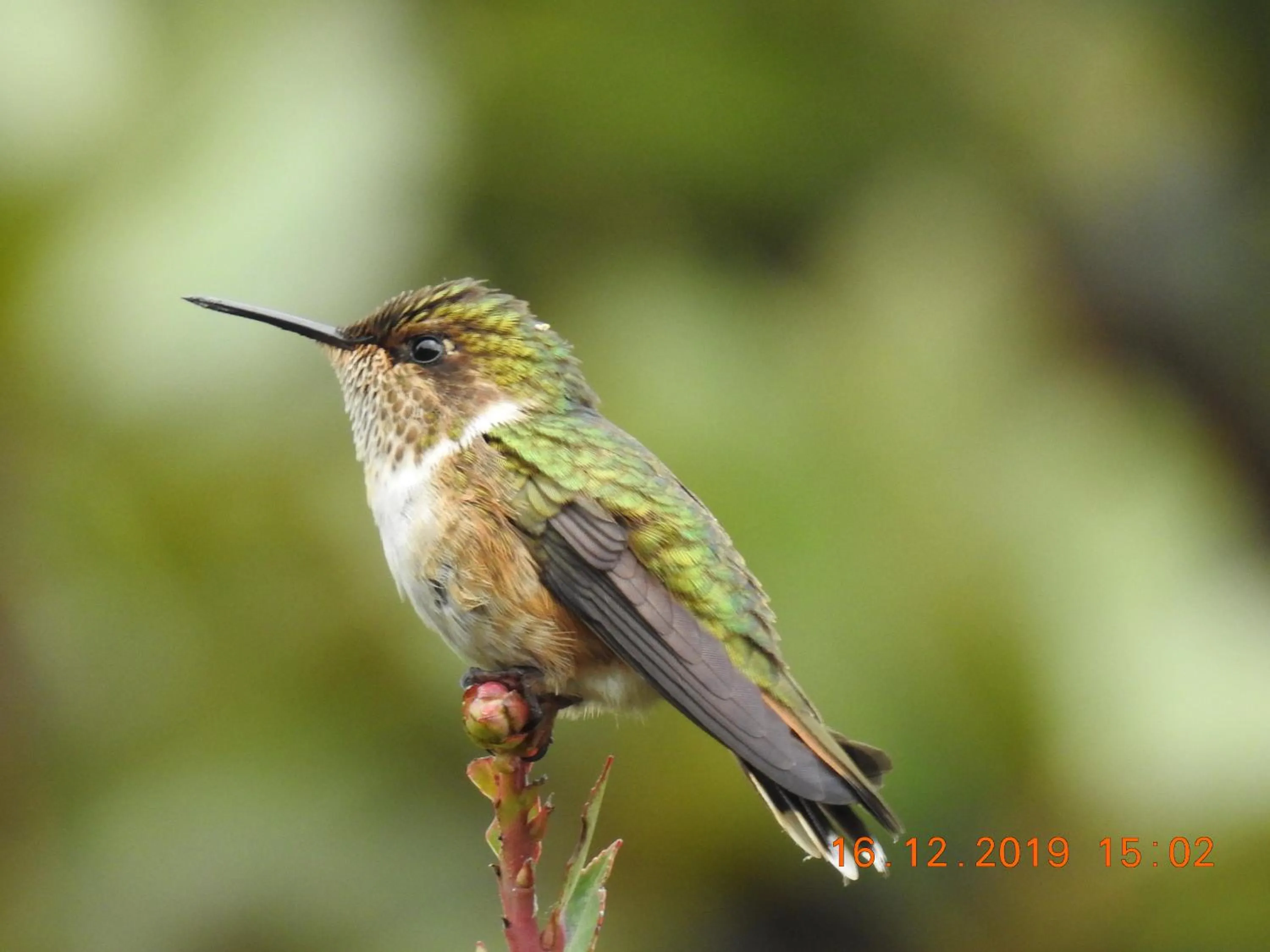 Miriam'S Quetzals lodge