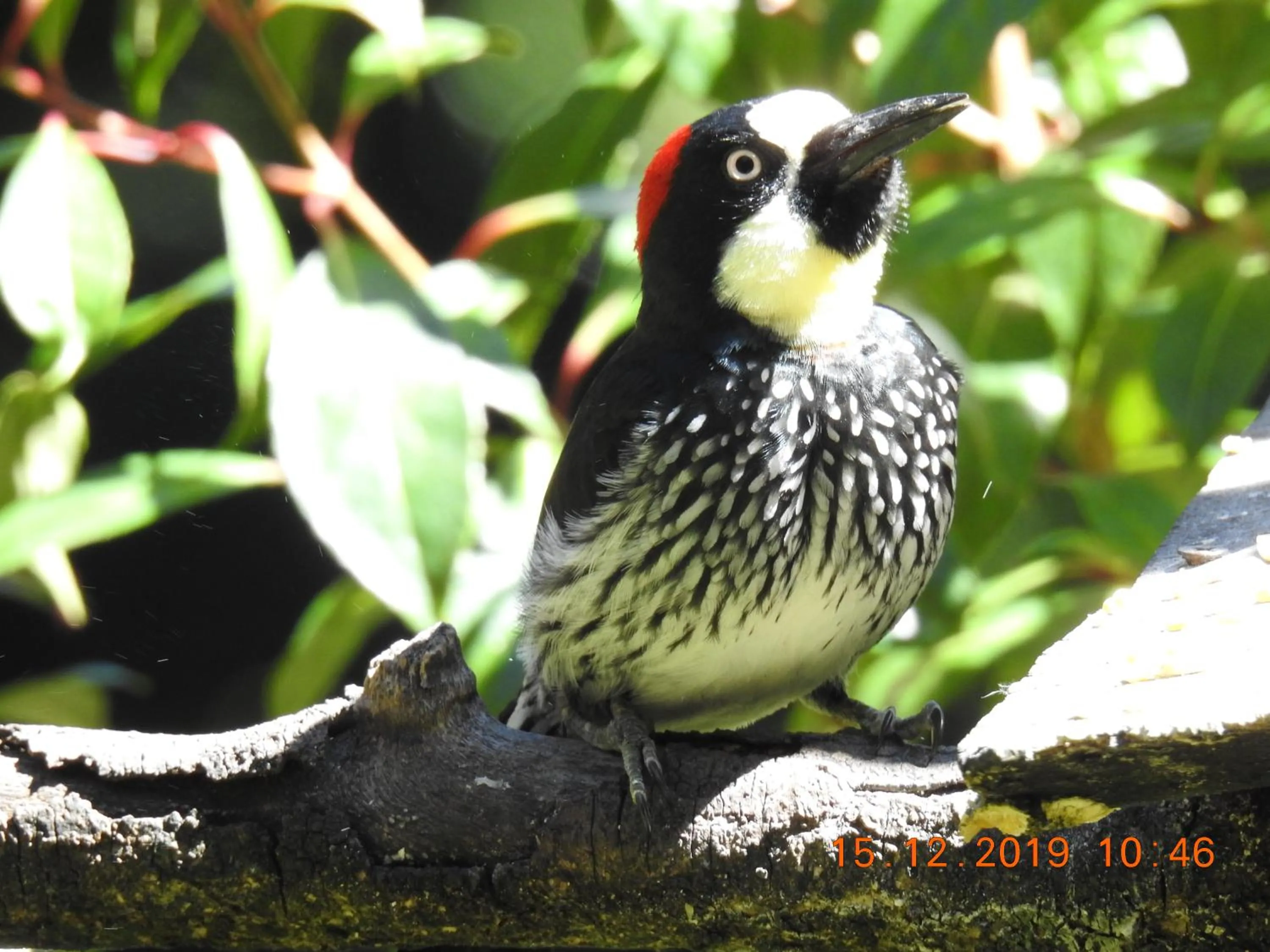 Miriam'S Quetzals lodge