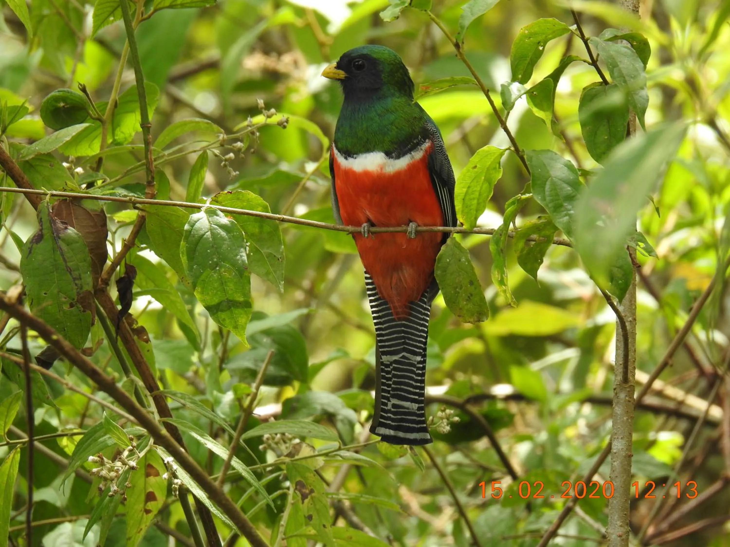 Miriam'S Quetzals lodge