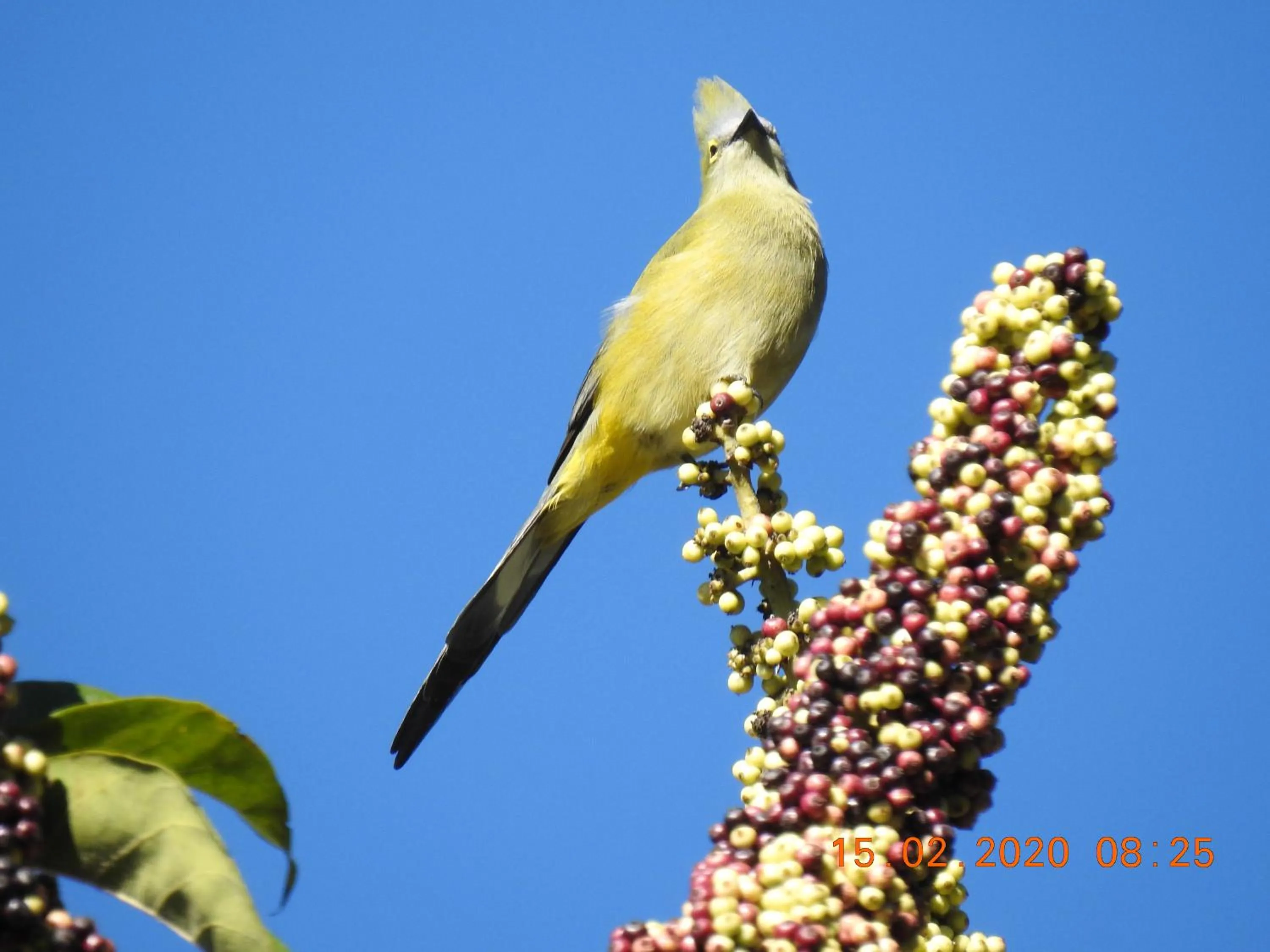 Miriam'S Quetzals lodge
