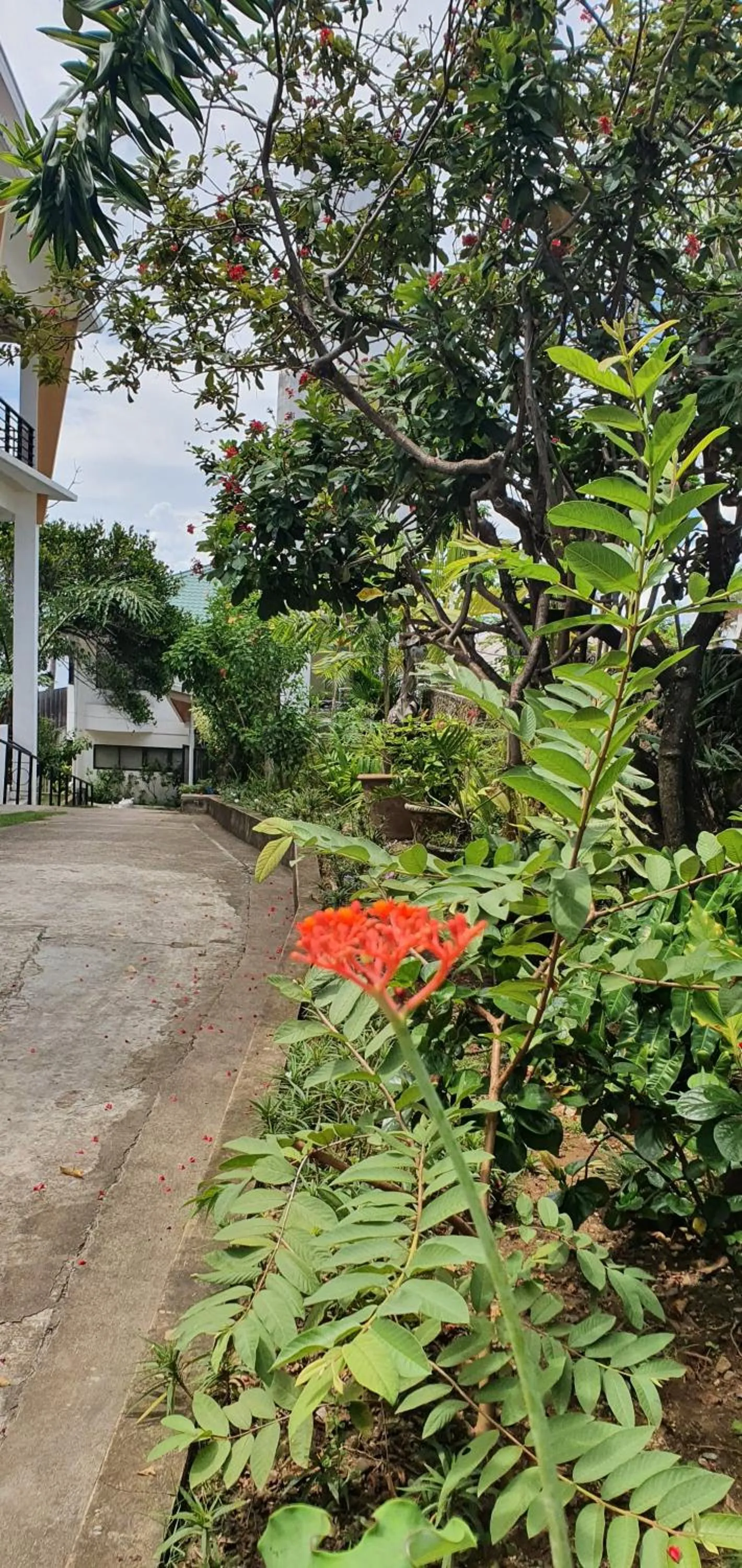 Garden in Lola's Guest House