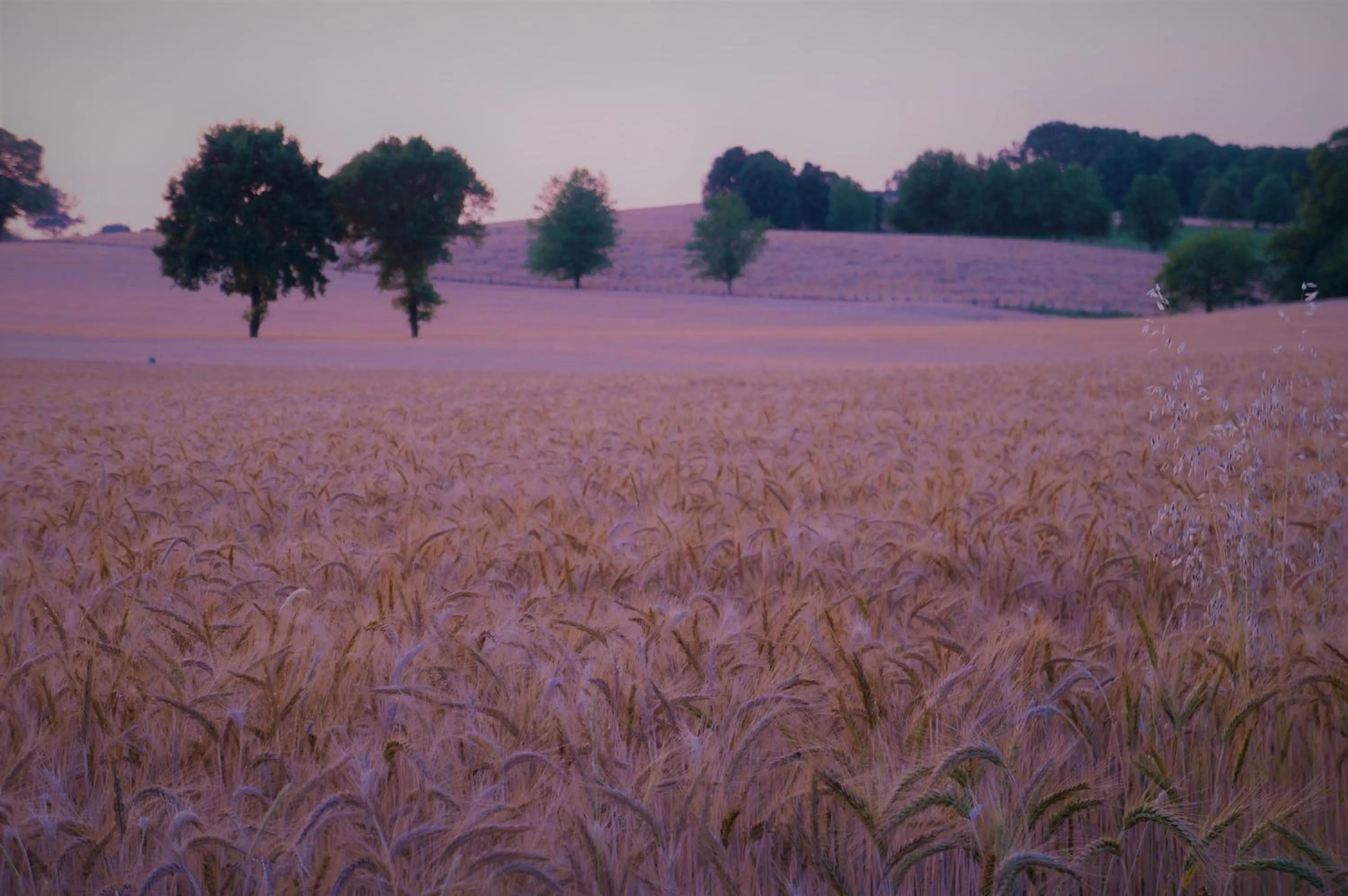 Natural landscape in B&B Les Tranchées