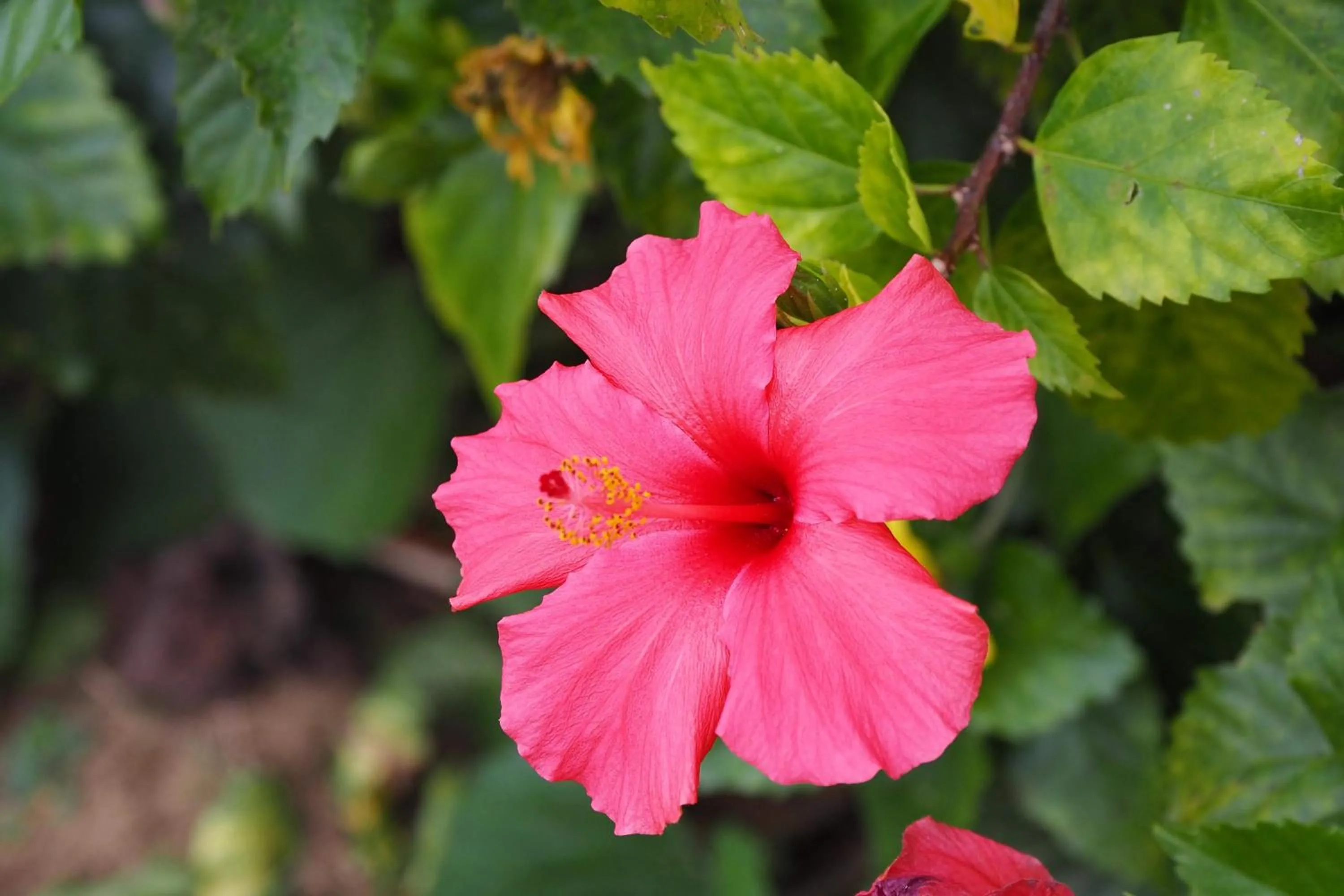 Garden in Yakushima Green Hotel