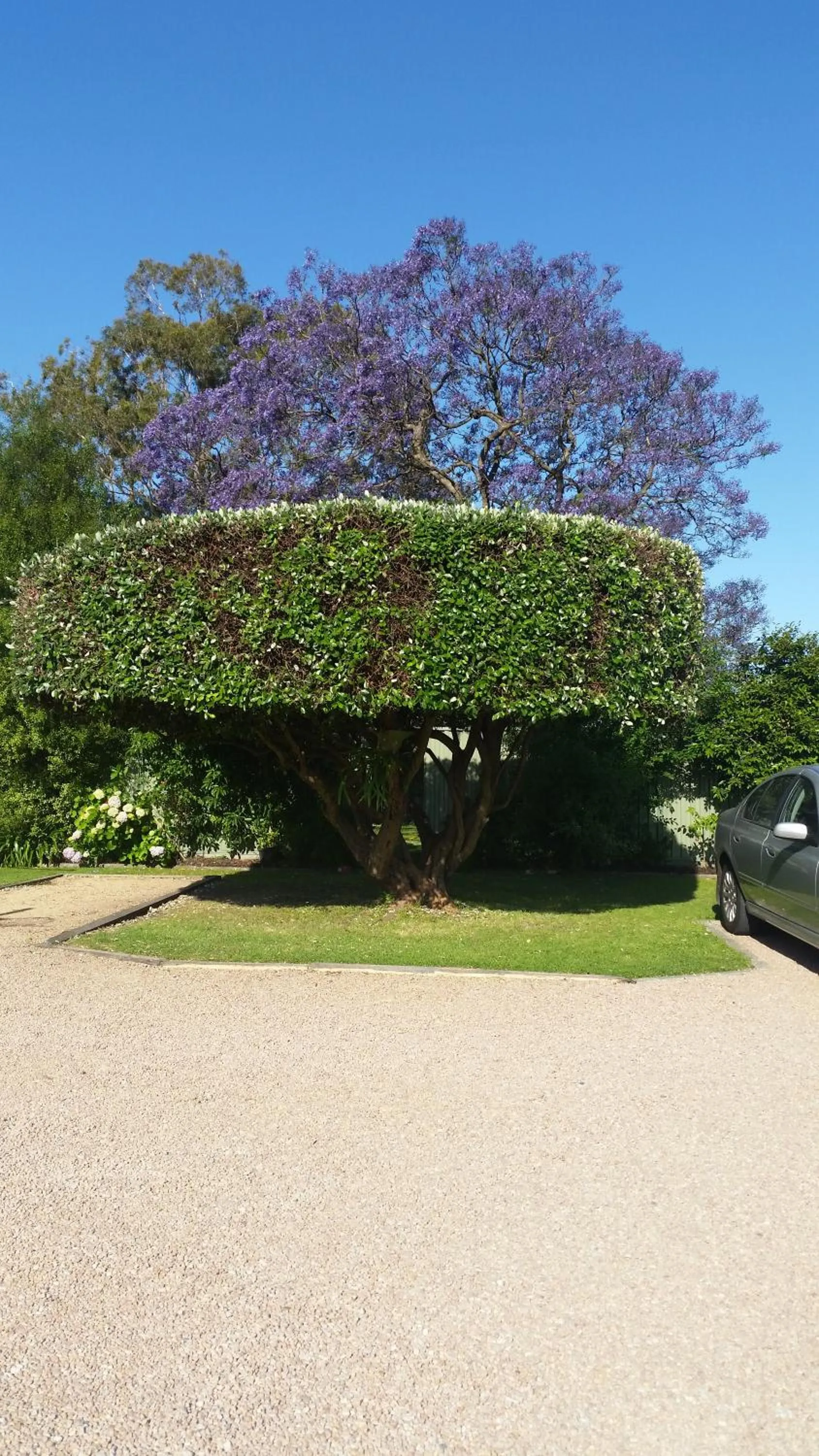 Garden in Bairnsdale Town Central Motel