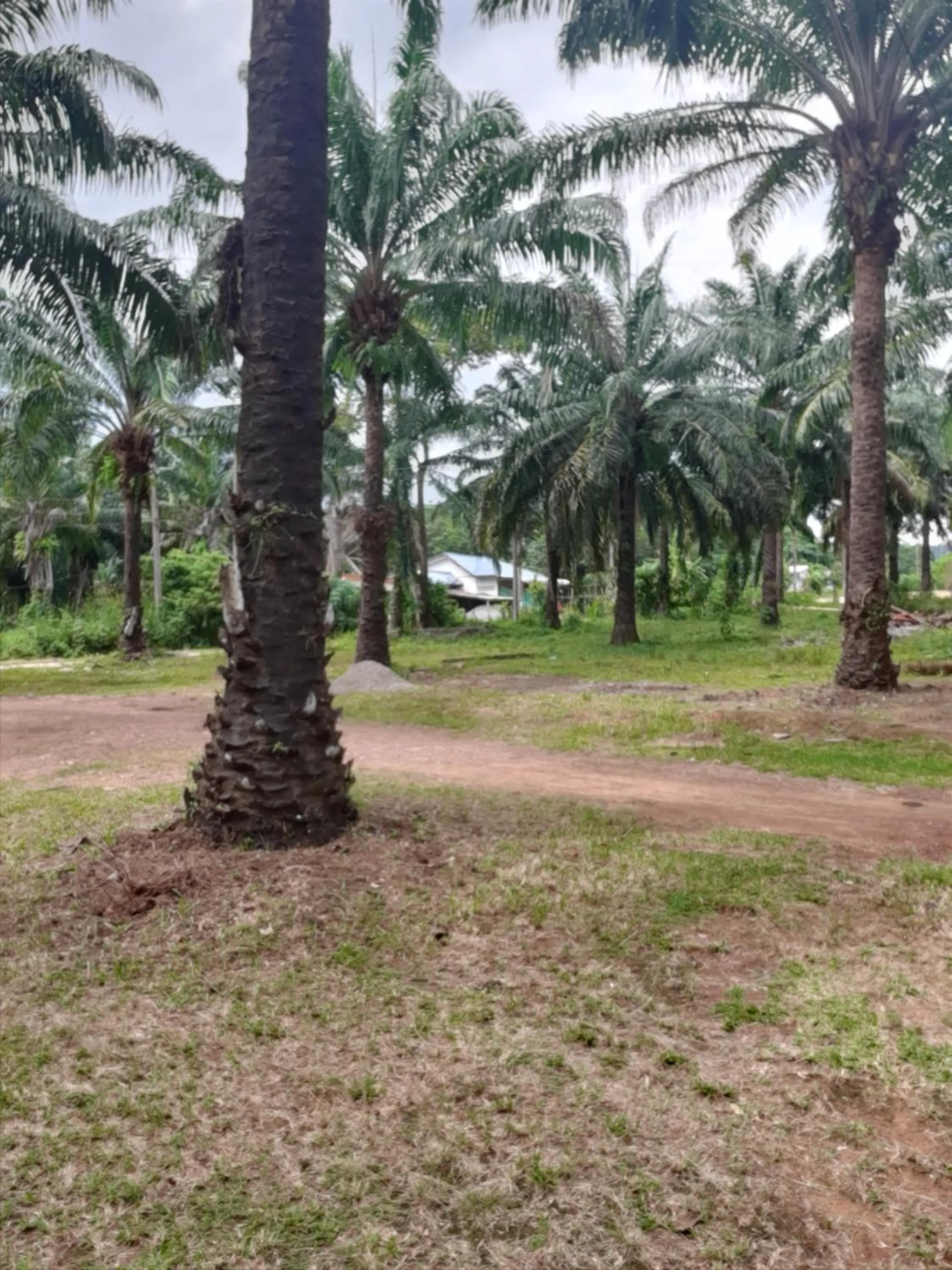 Natural landscape in Som PalmGarden