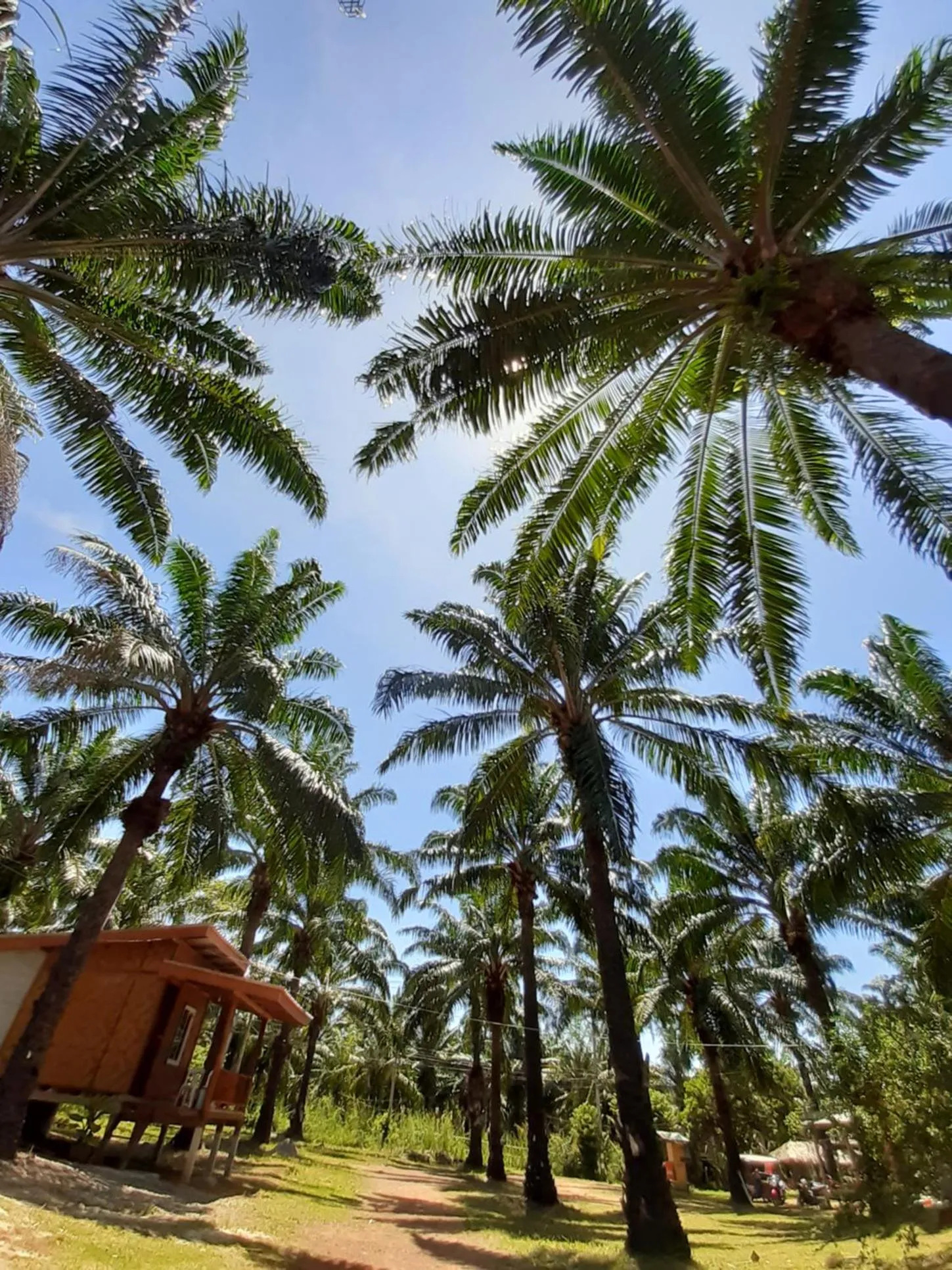 Garden in Som PalmGarden