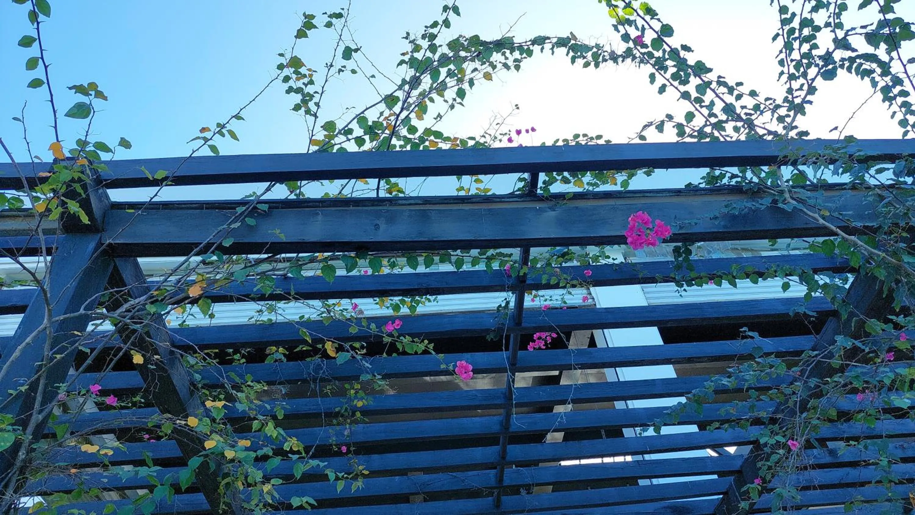 Restaurant/places to eat in Nasau Resort & Villas