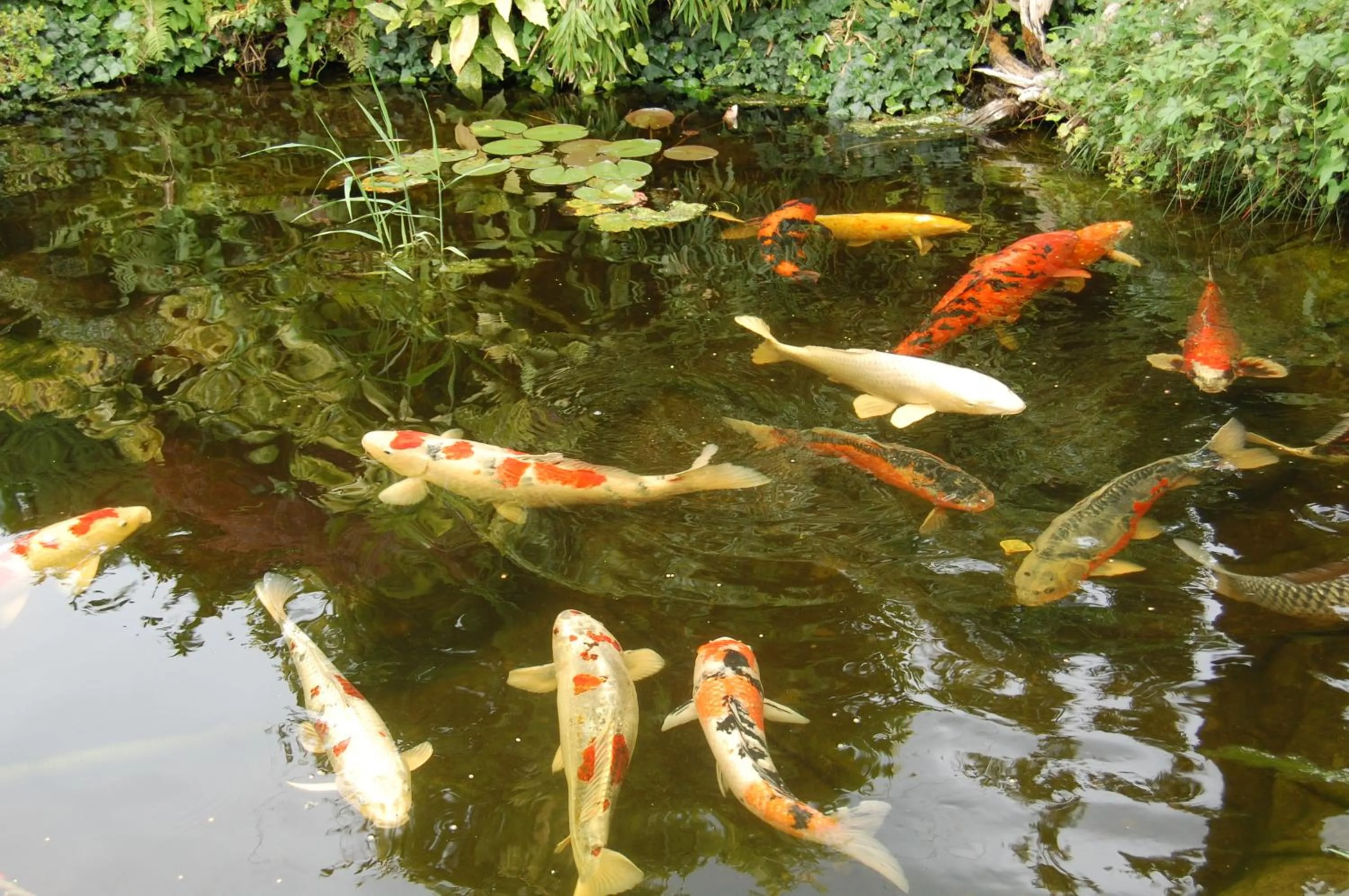 Garden in Hotel Der Löwen