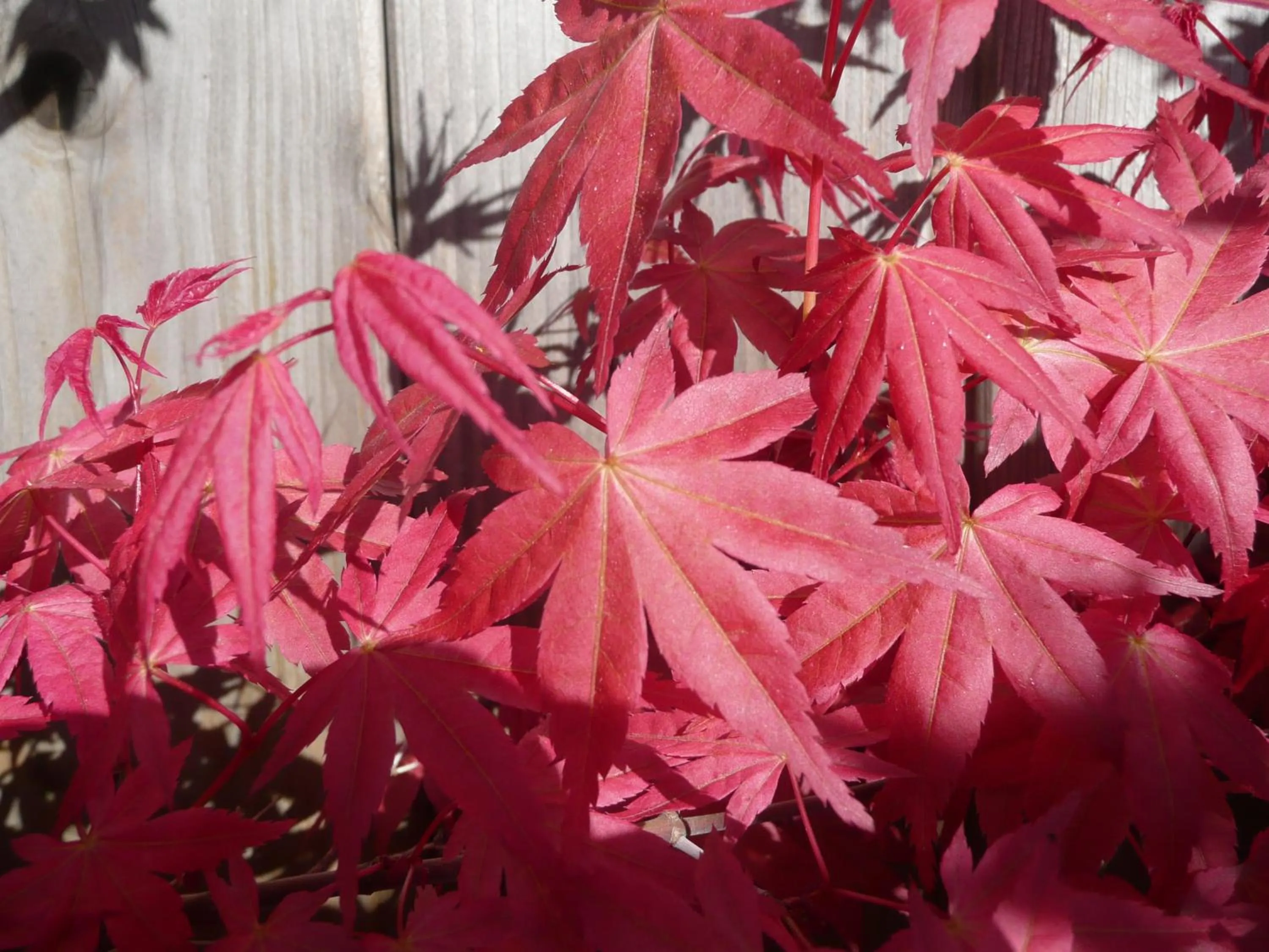 Garden in Hôtel Kermor