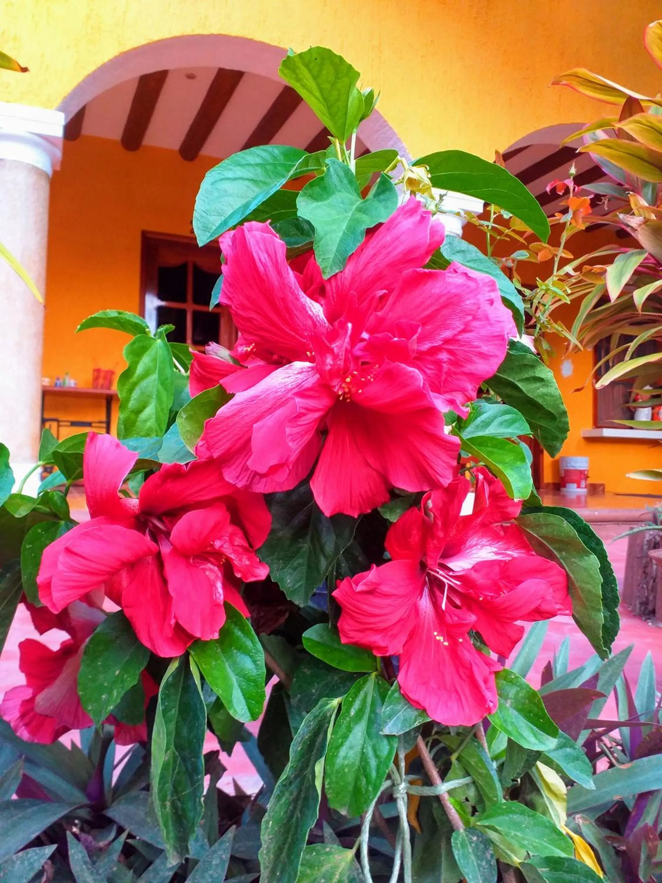 Casa Palagui Colonial