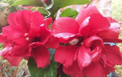 Casa Palagui Colonial