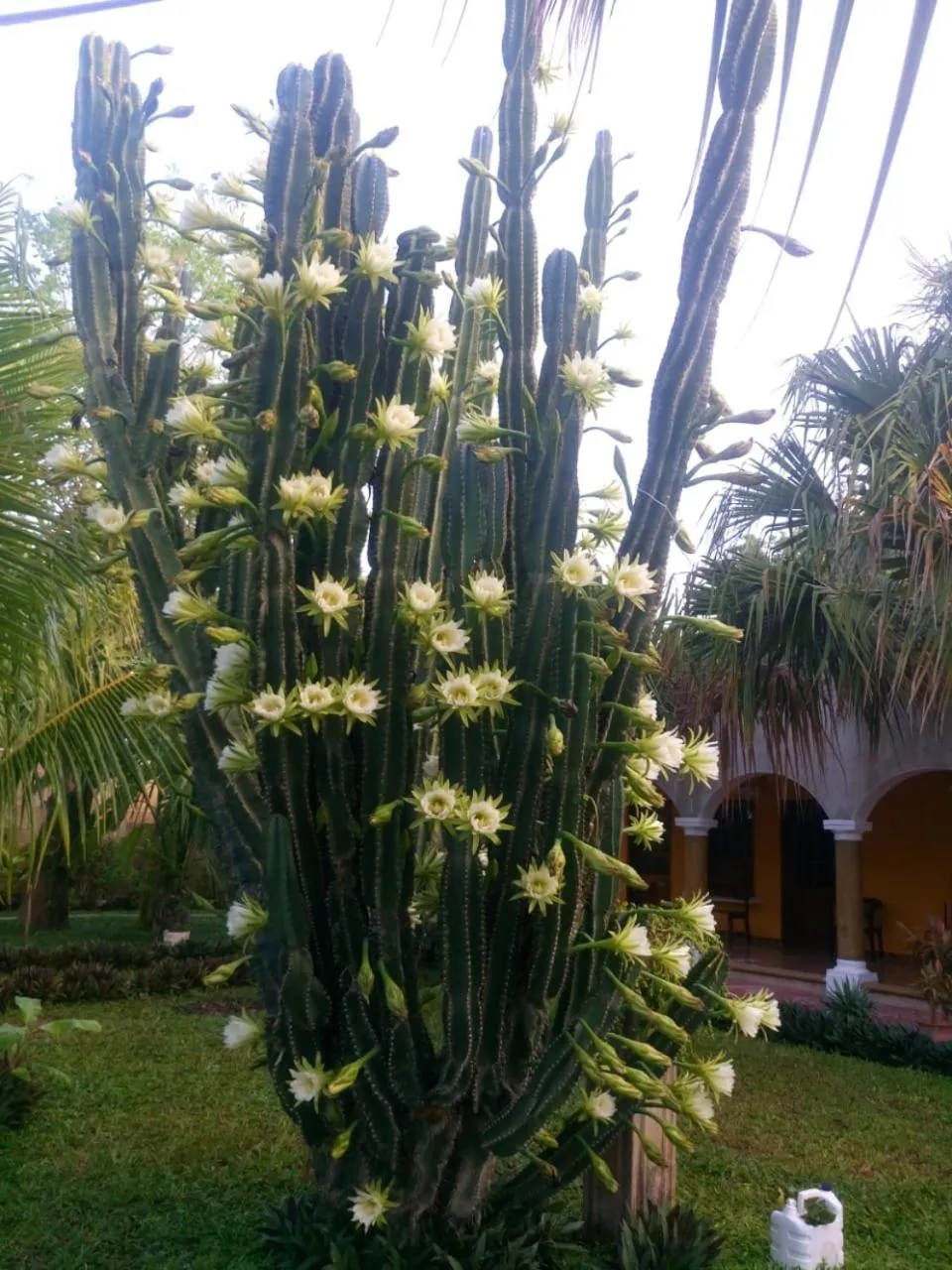 Casa Palagui Colonial