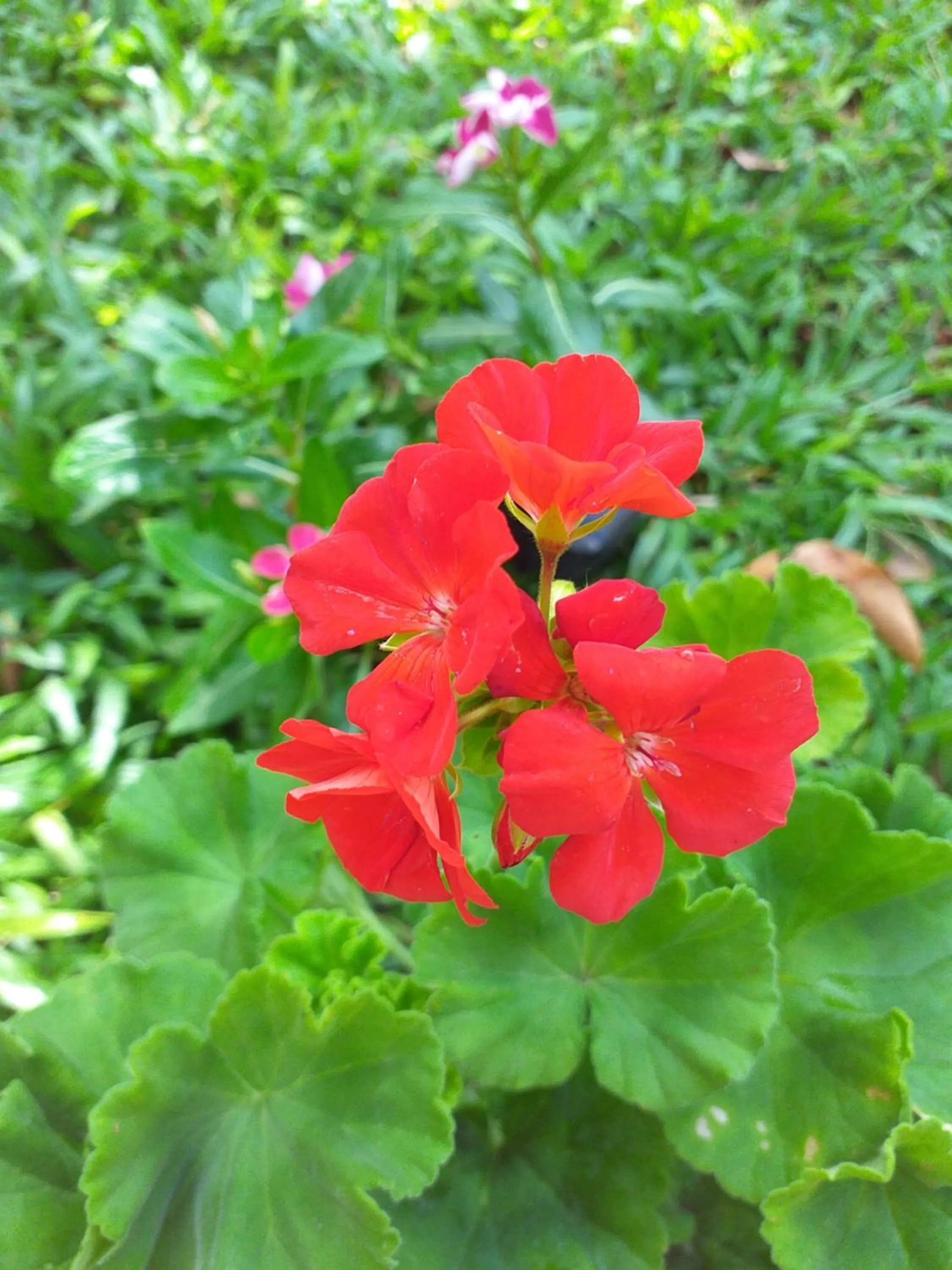 Casa Palagui Colonial