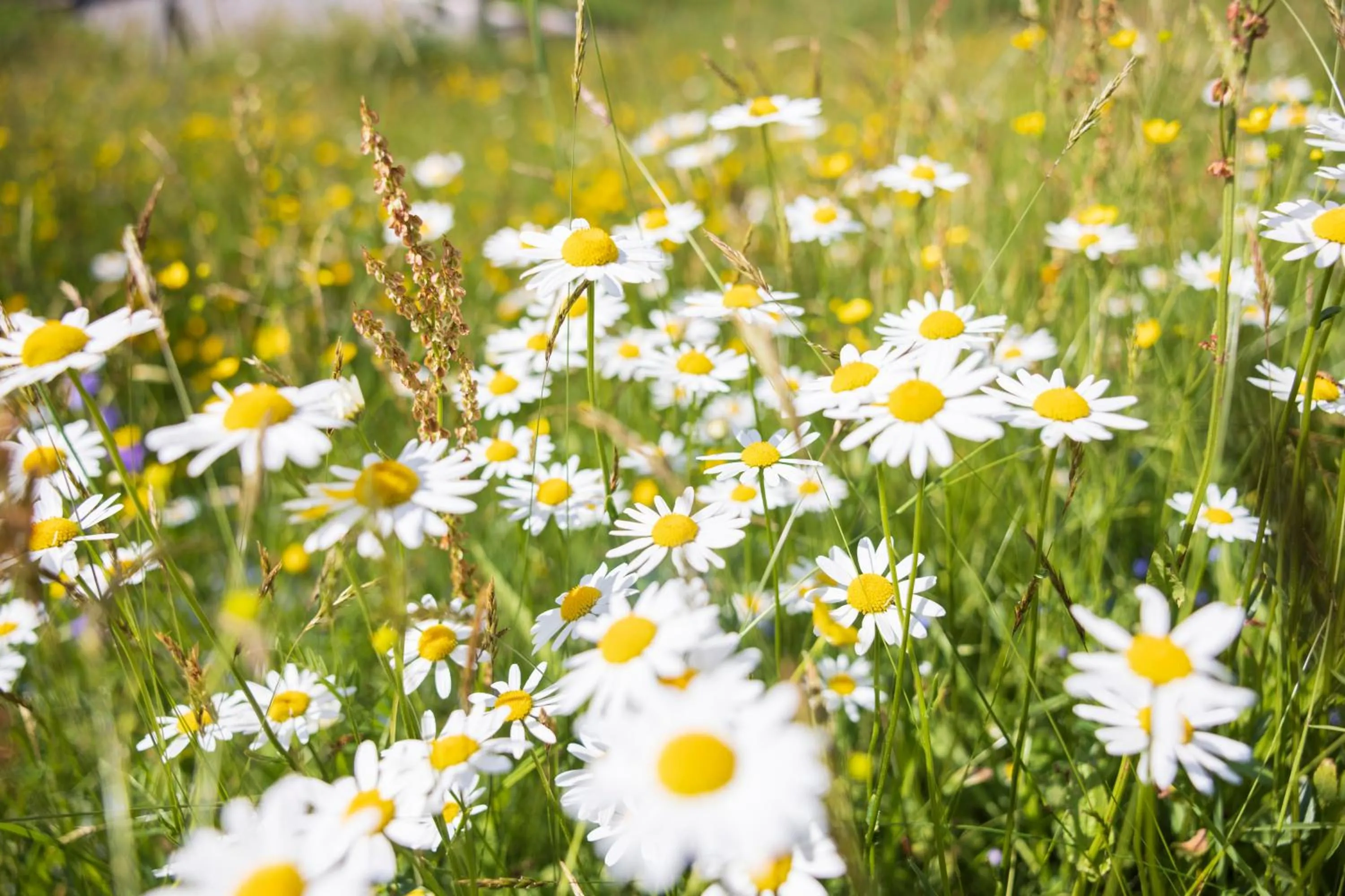 Garden in Alpbacherhof Mountain & Spa Resort