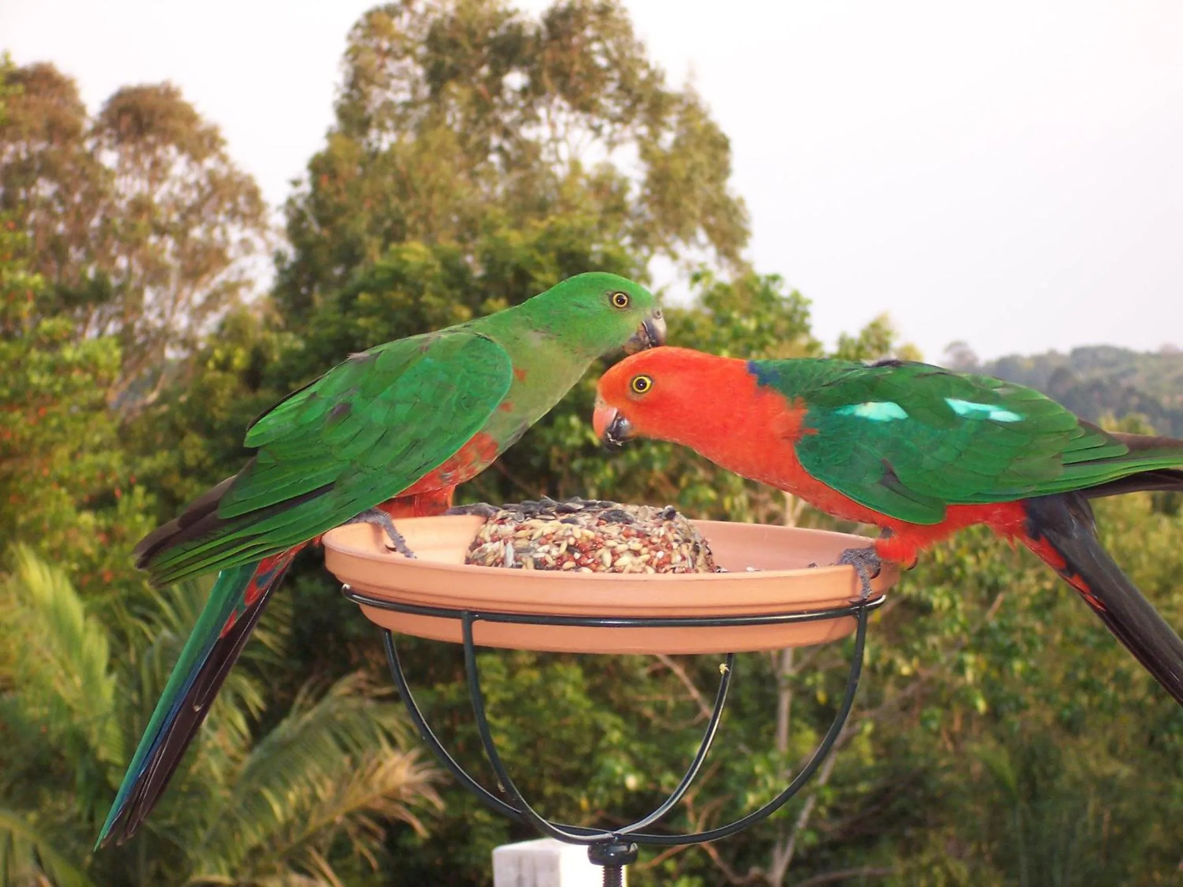 Animals in The Falls Montville