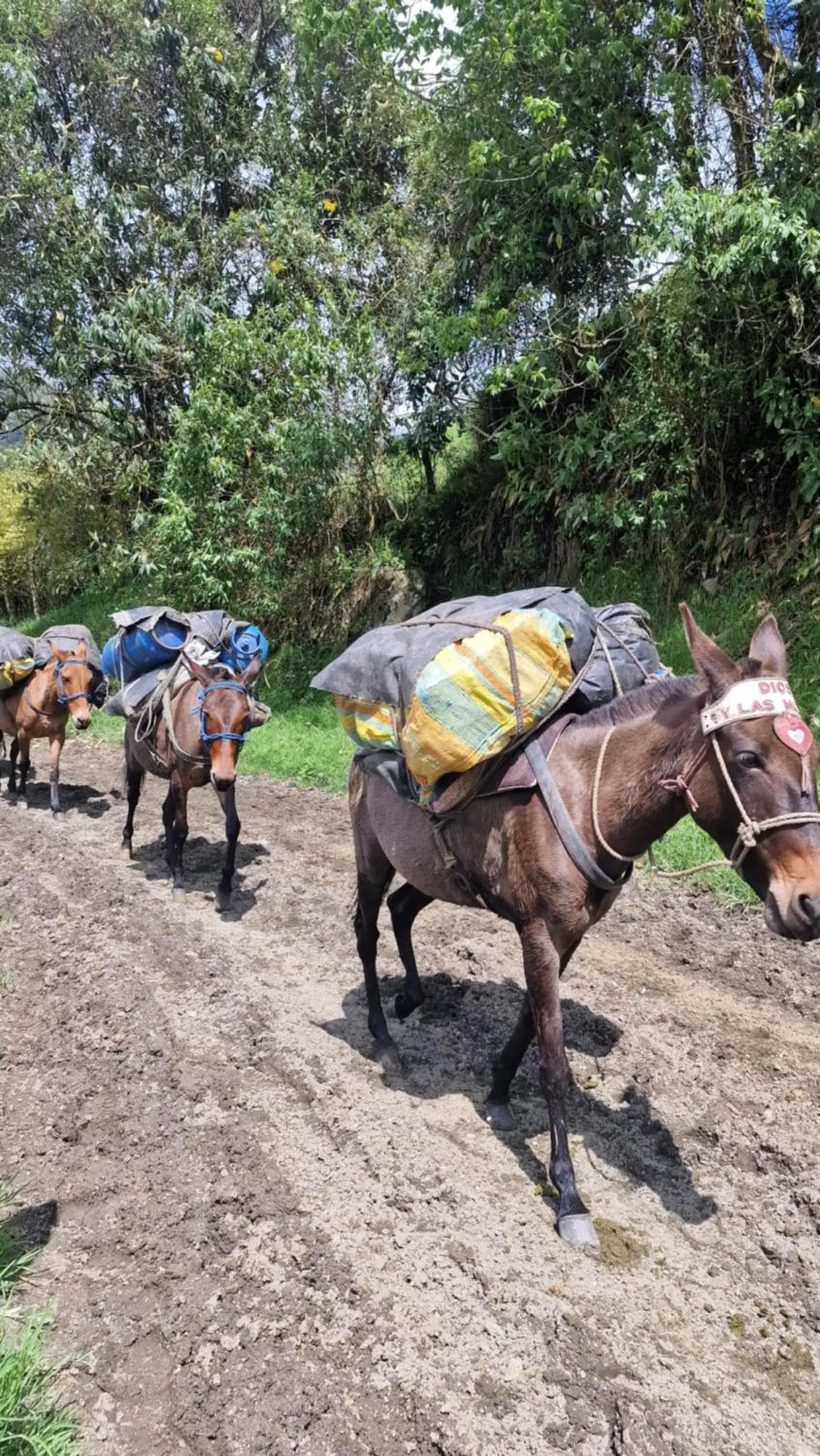 Deluxe King Room in Hotel La Caracola Salento Deluxe King Room in Hotel La Caracola Salento