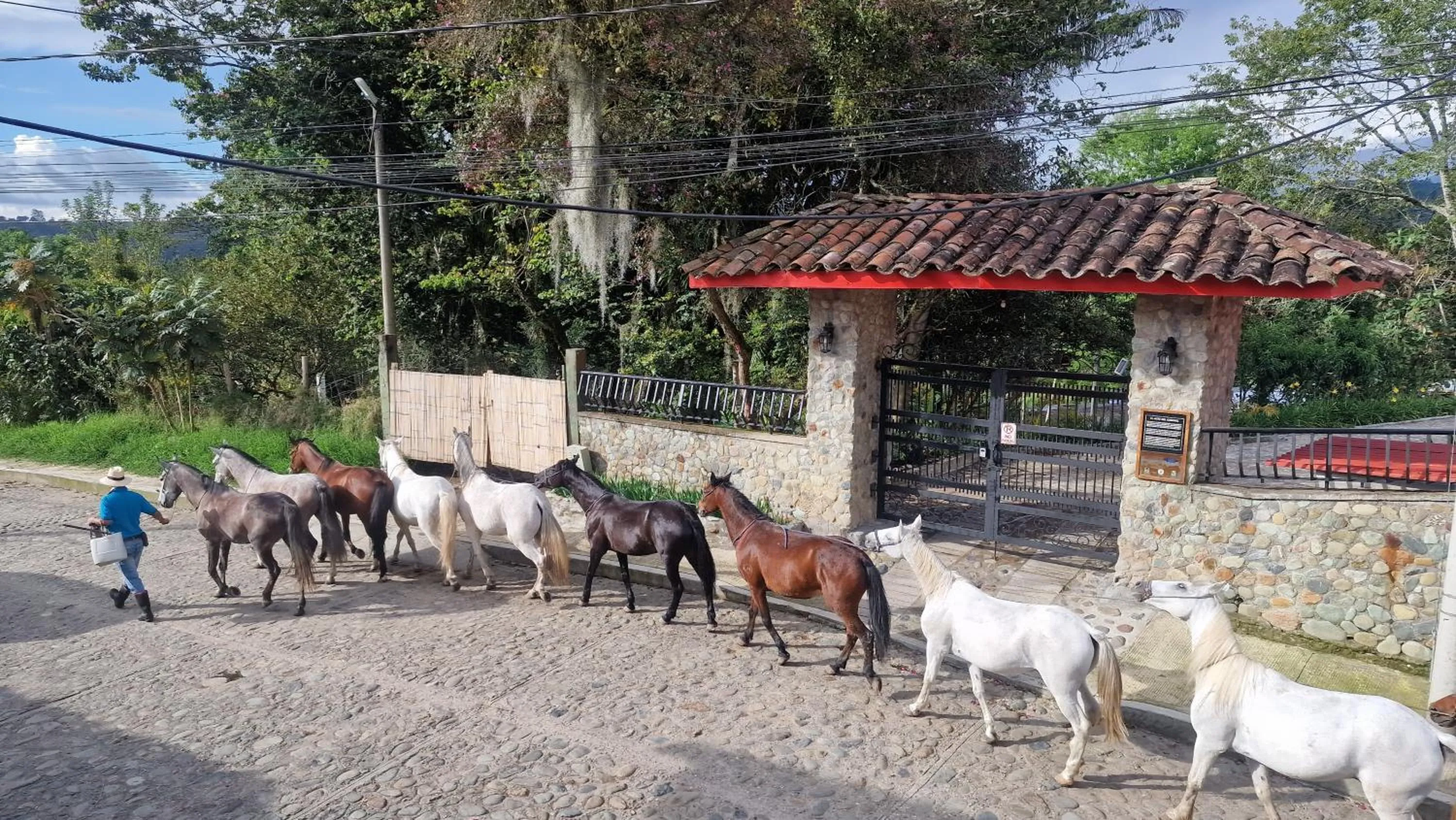 Animals in Hotel La Caracola Salento