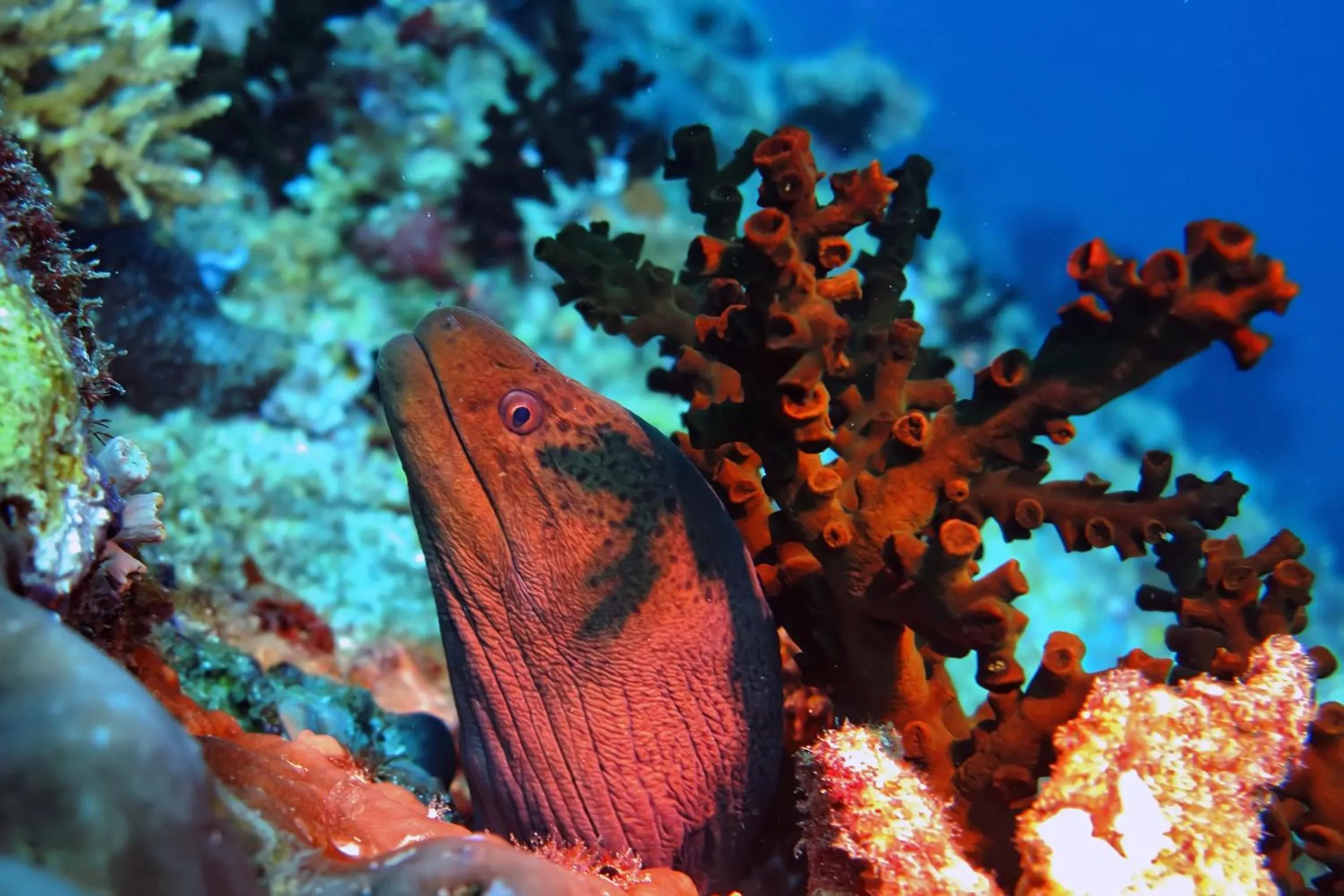 Area and facilities in Kaani Beach Hotel