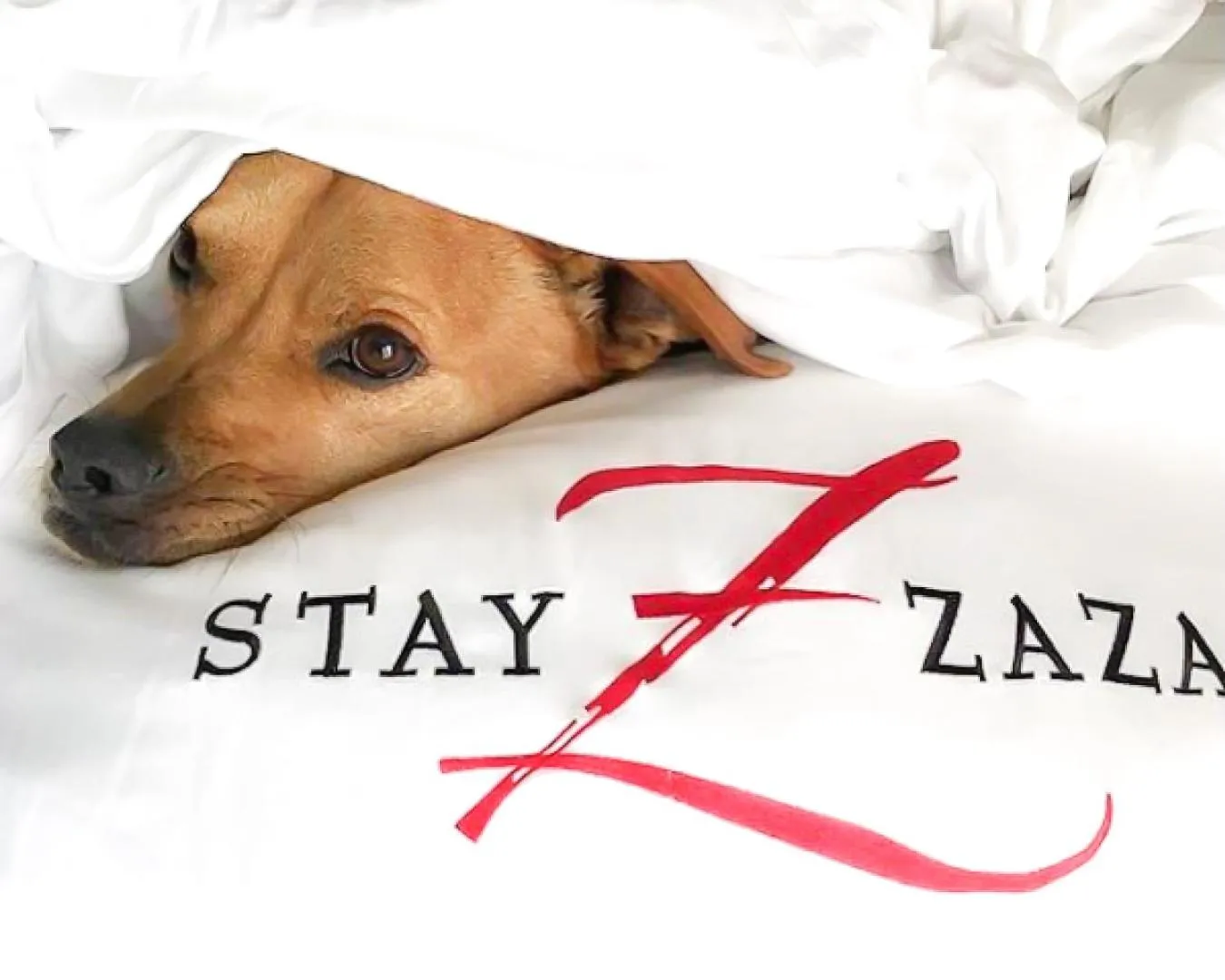 Pets in Hotel ZaZa Austin