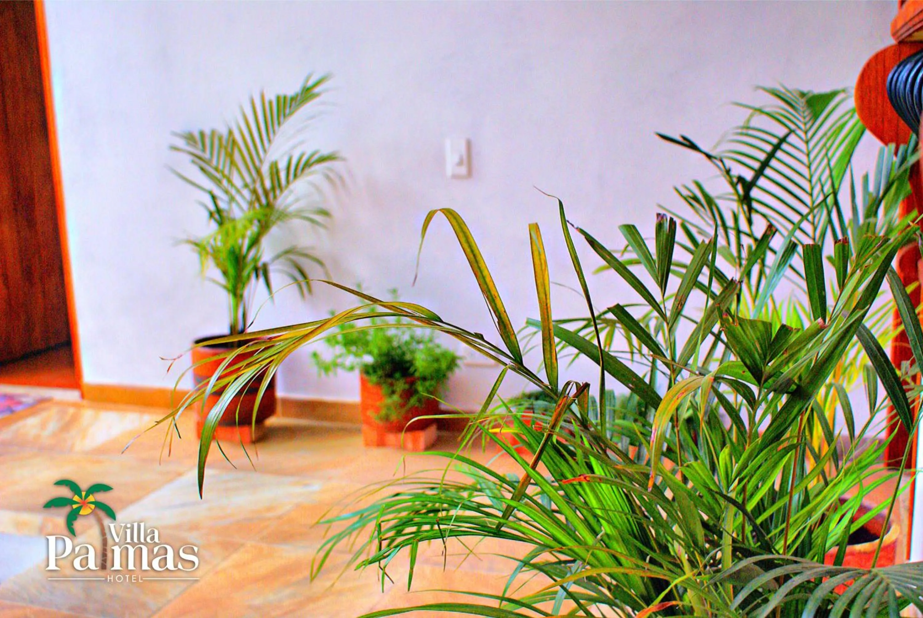 Garden in Hotel Villa Palmas