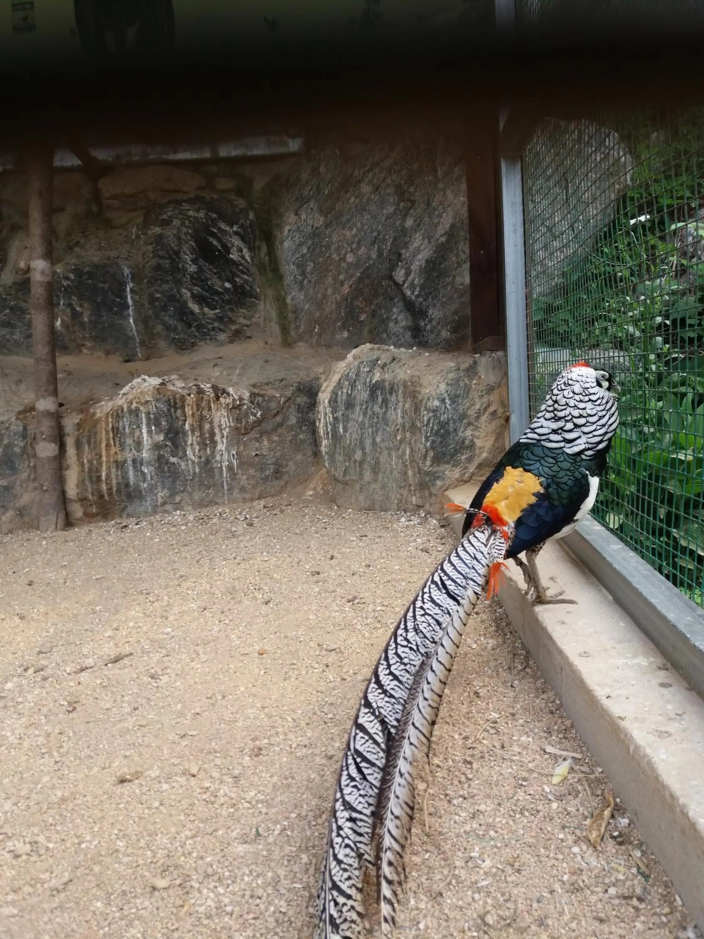 Animals in Forest of Color Pension