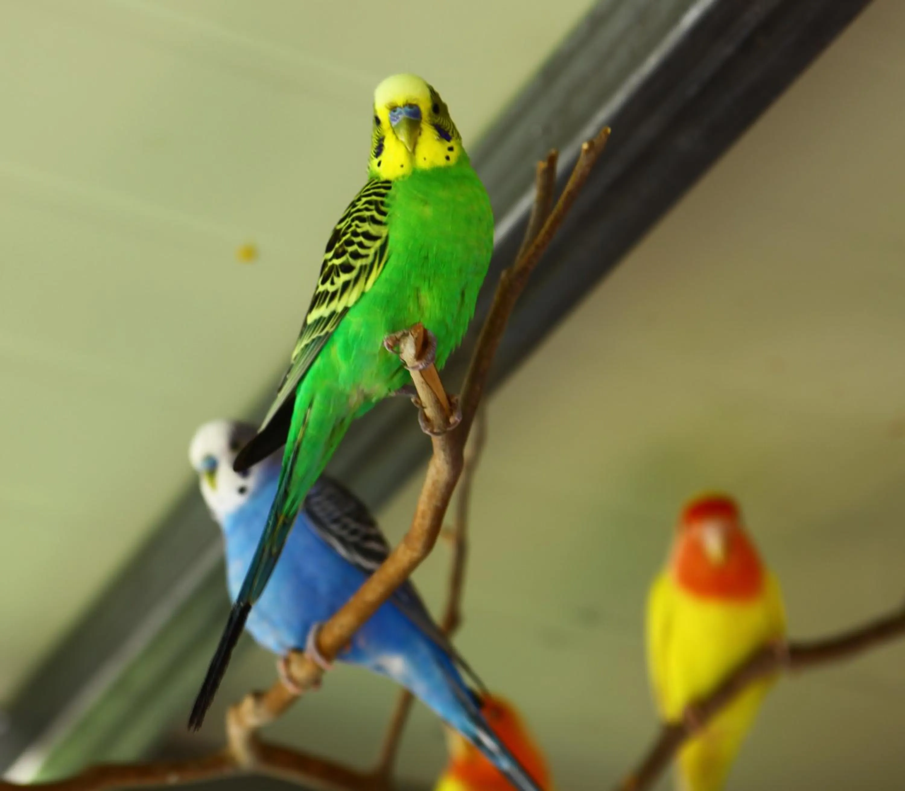 Pets in Forest of Color Pension