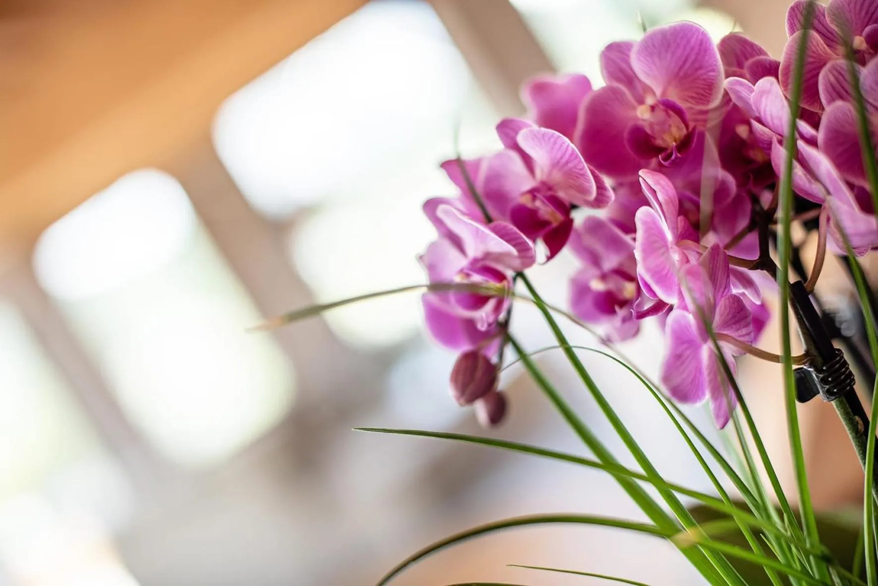 GOTTHARD - FINE LIVING APARTMENTS