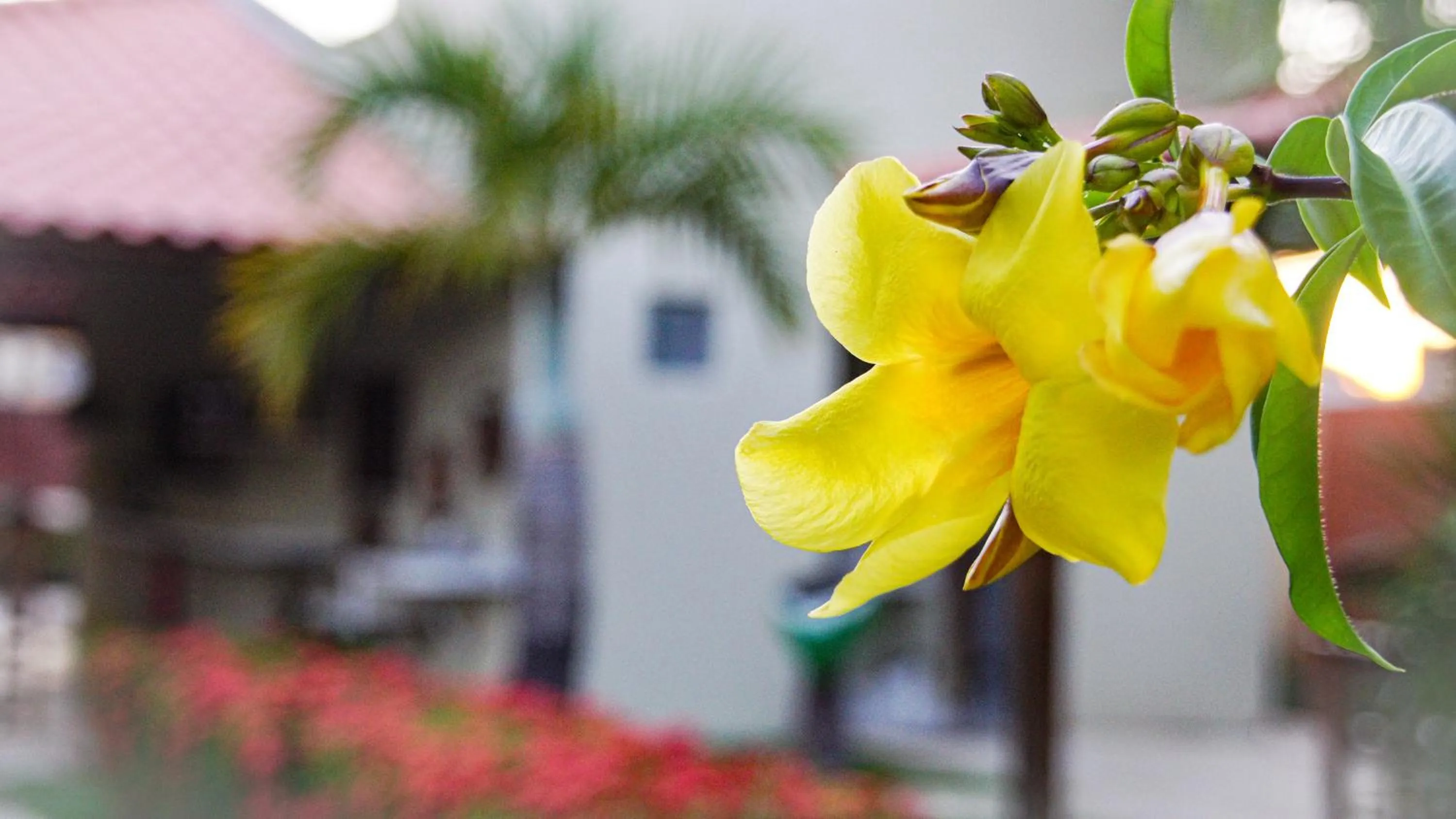 Garden in La Dolce Vita Flat & Pousada