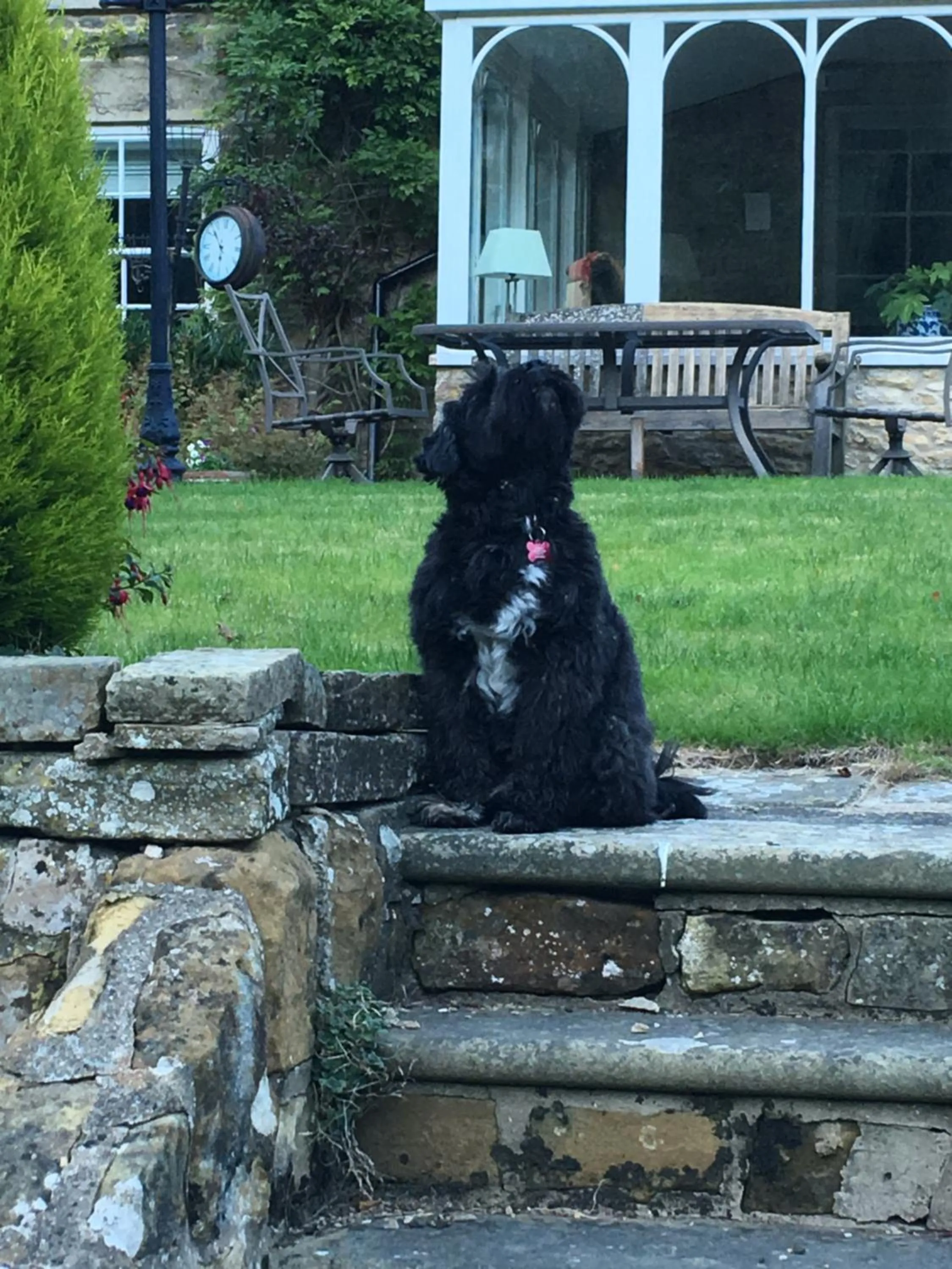 Pets in High Dalby House