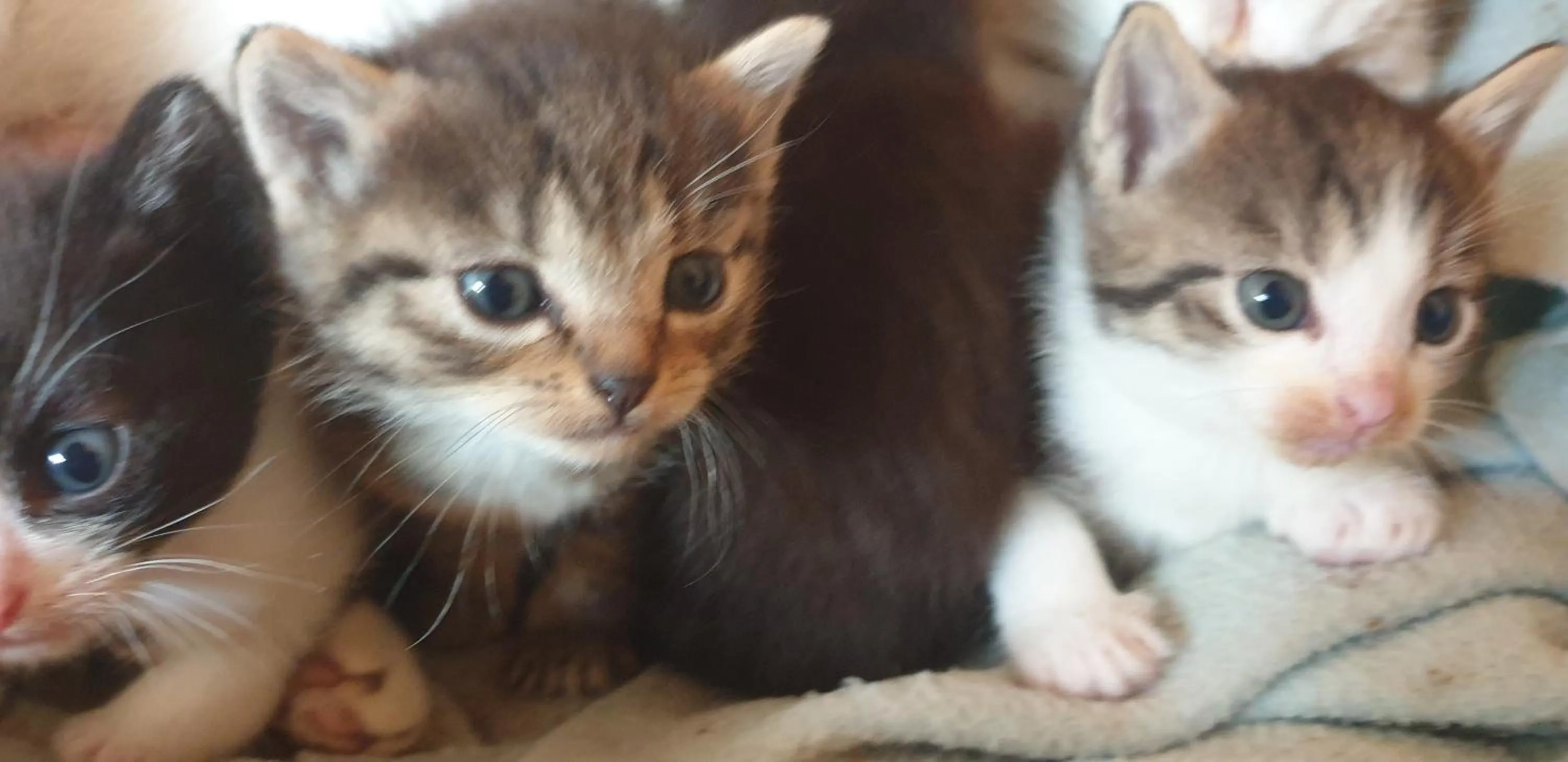 Chrom Ranch Reiterhof