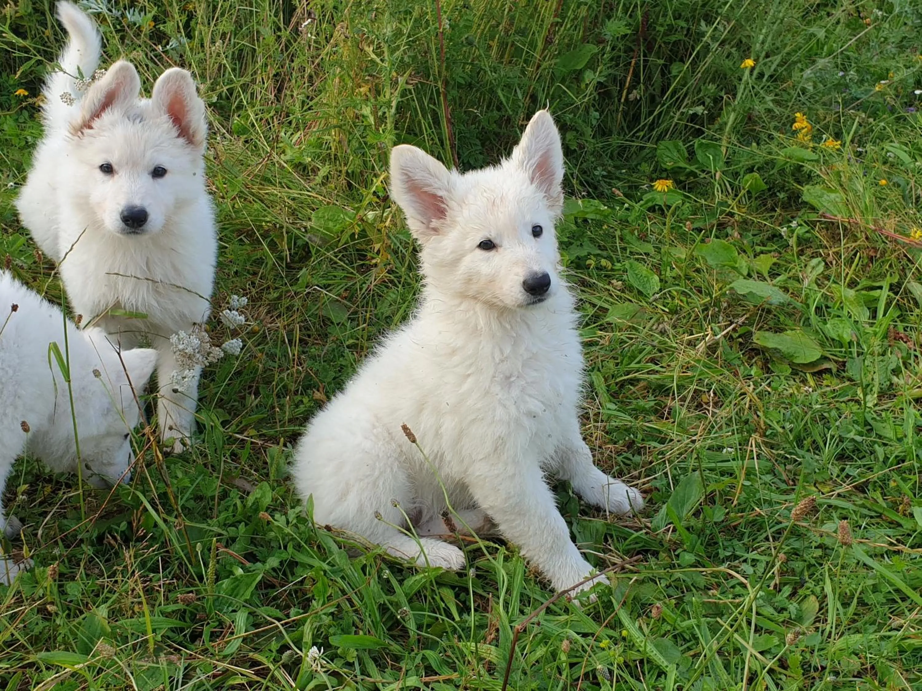 Chrom Ranch Reiterhof