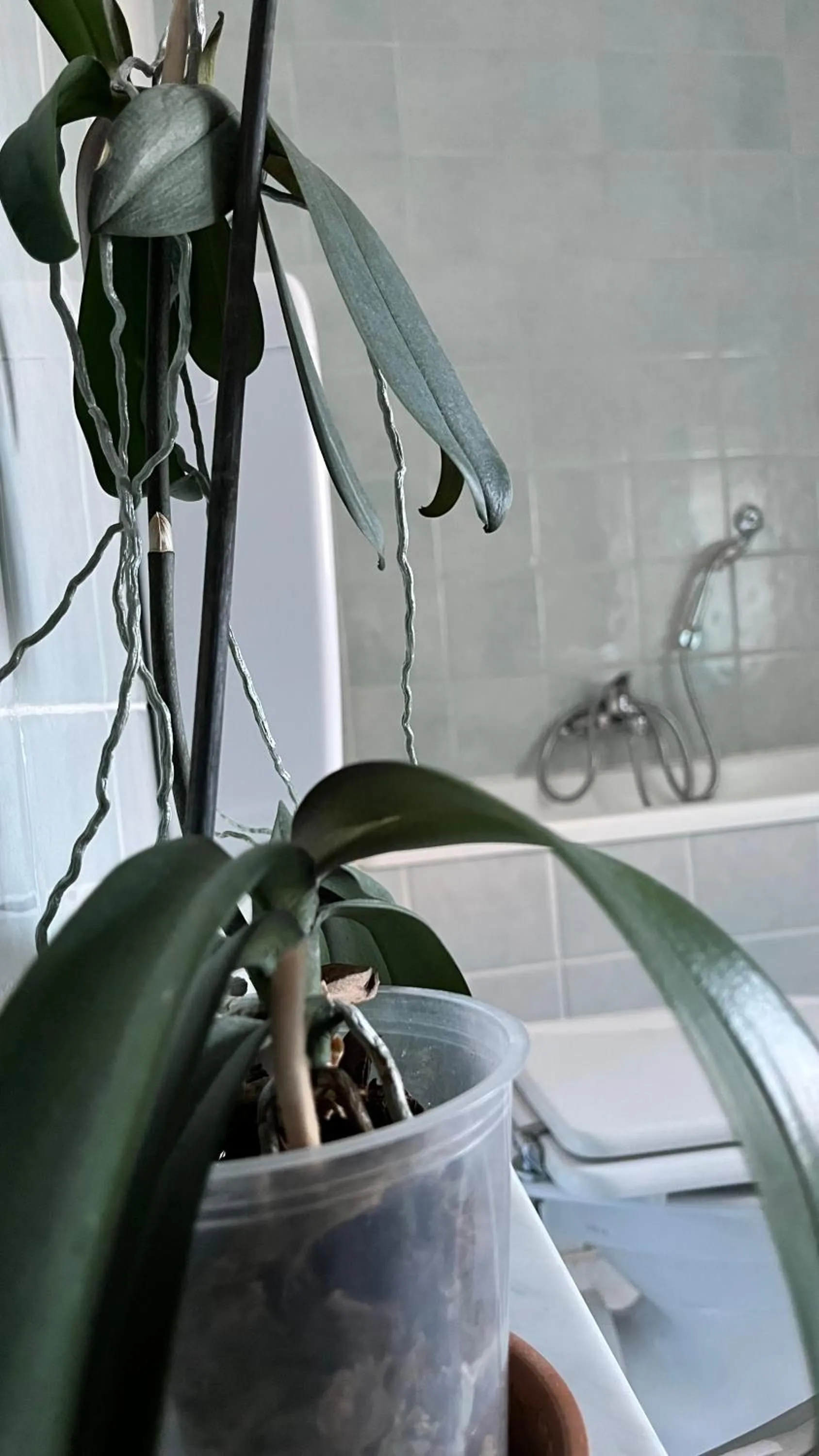 Bathroom in B&B Ligustico