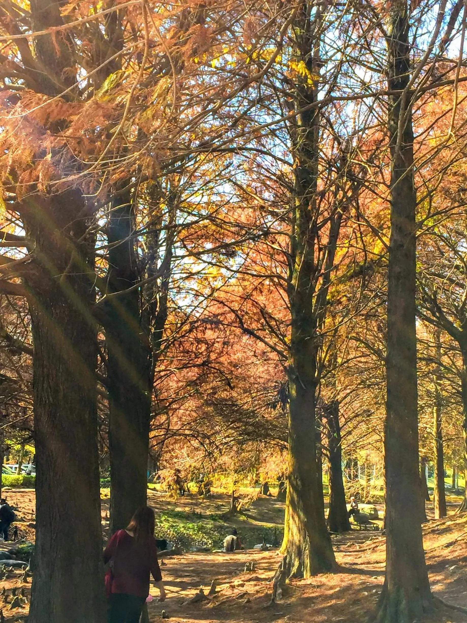 Nearby landmark in Shire Homestay