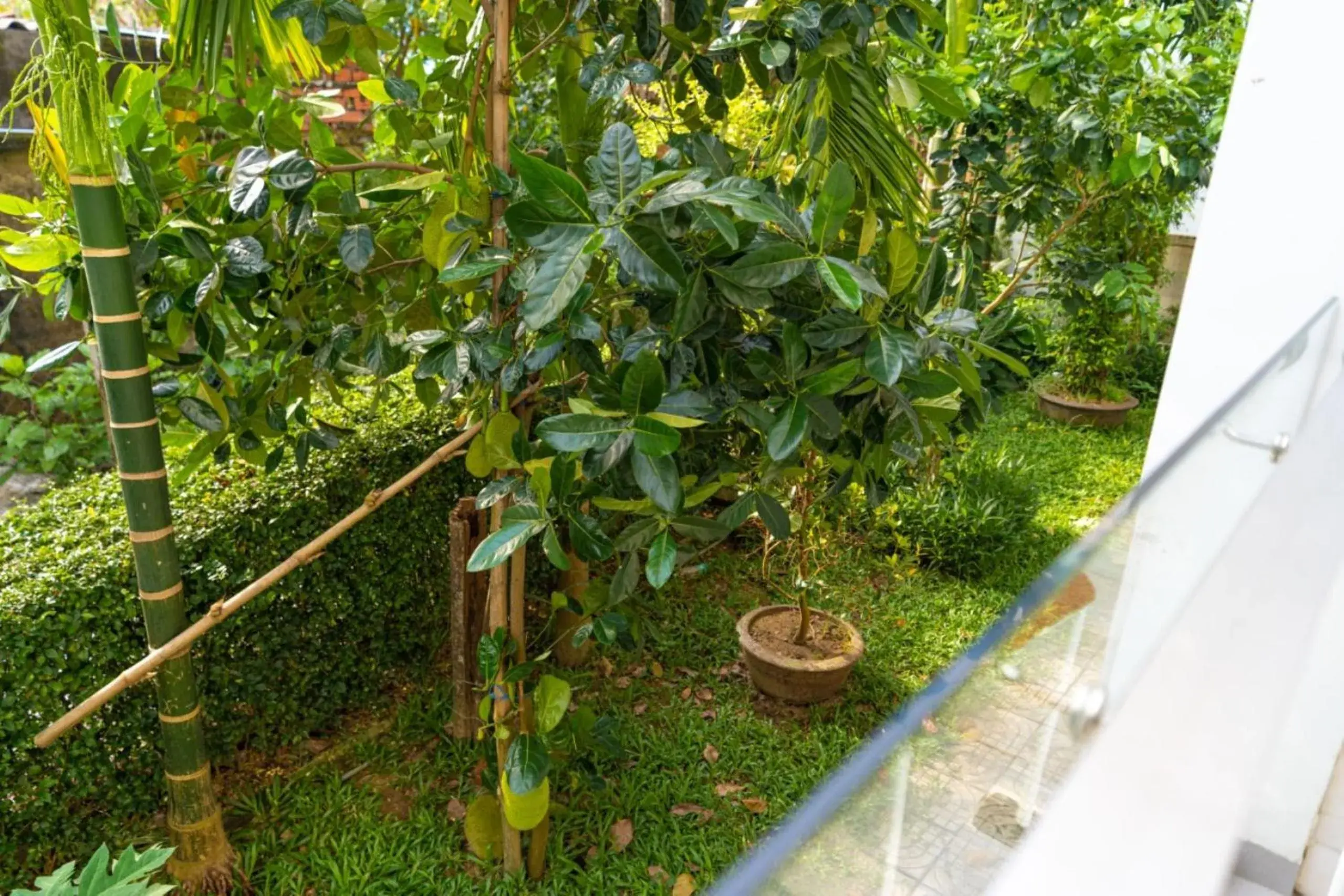 Garden view in Chi Thanh Villa Garden view in Chi Thanh Villa