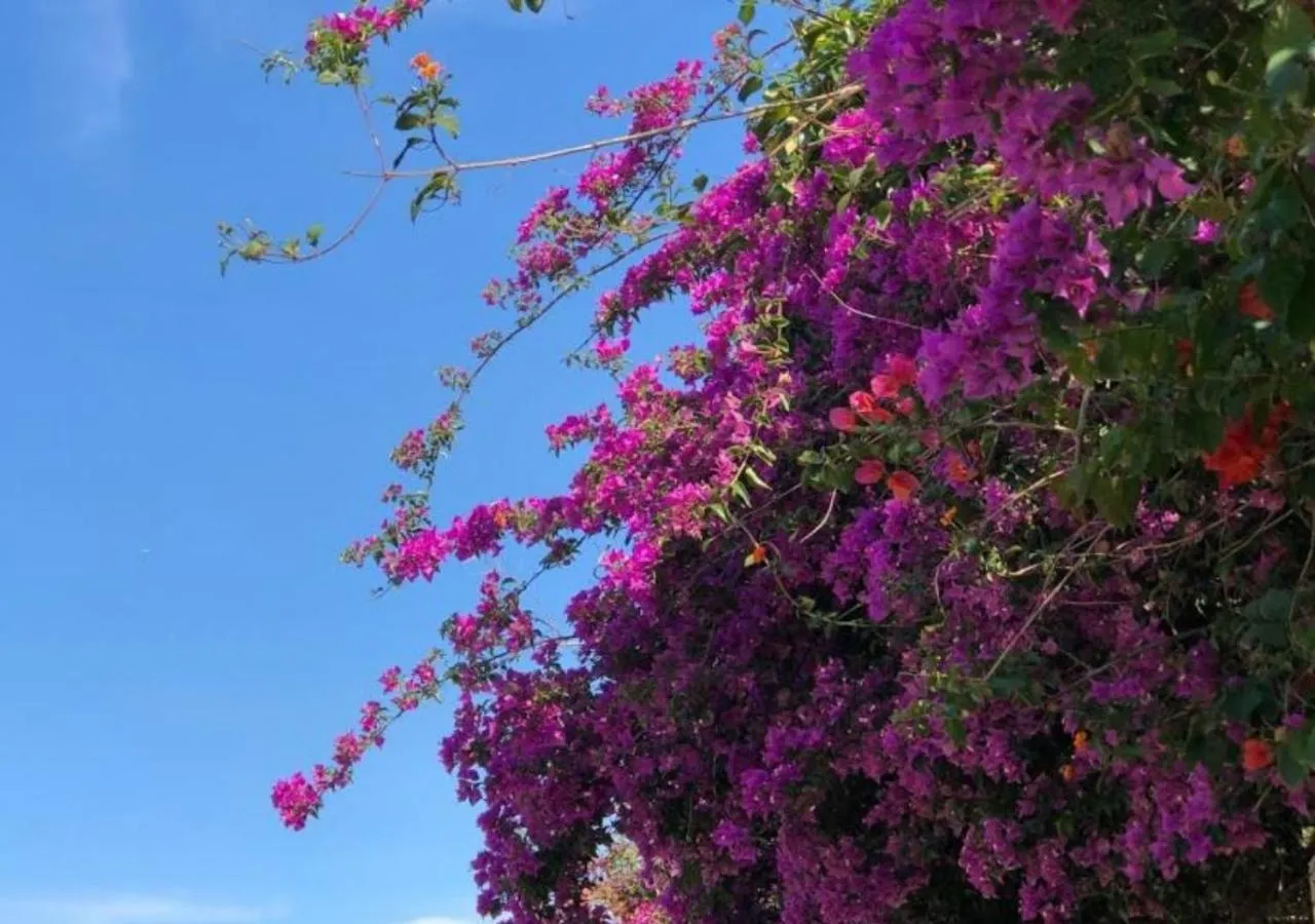 Natural landscape in Pousada Halliny do Rosa